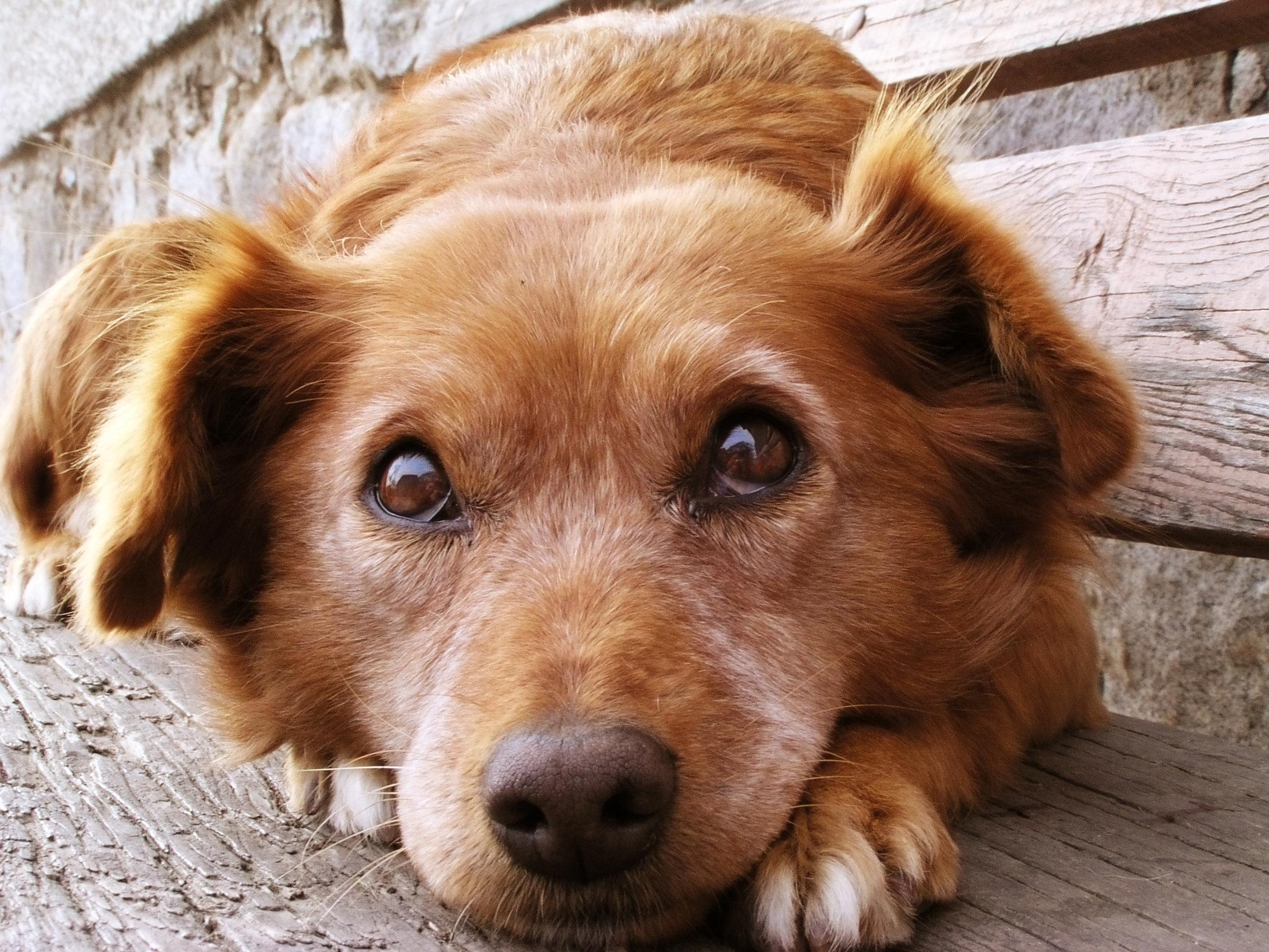 2048x1536 List of Dog Breeds