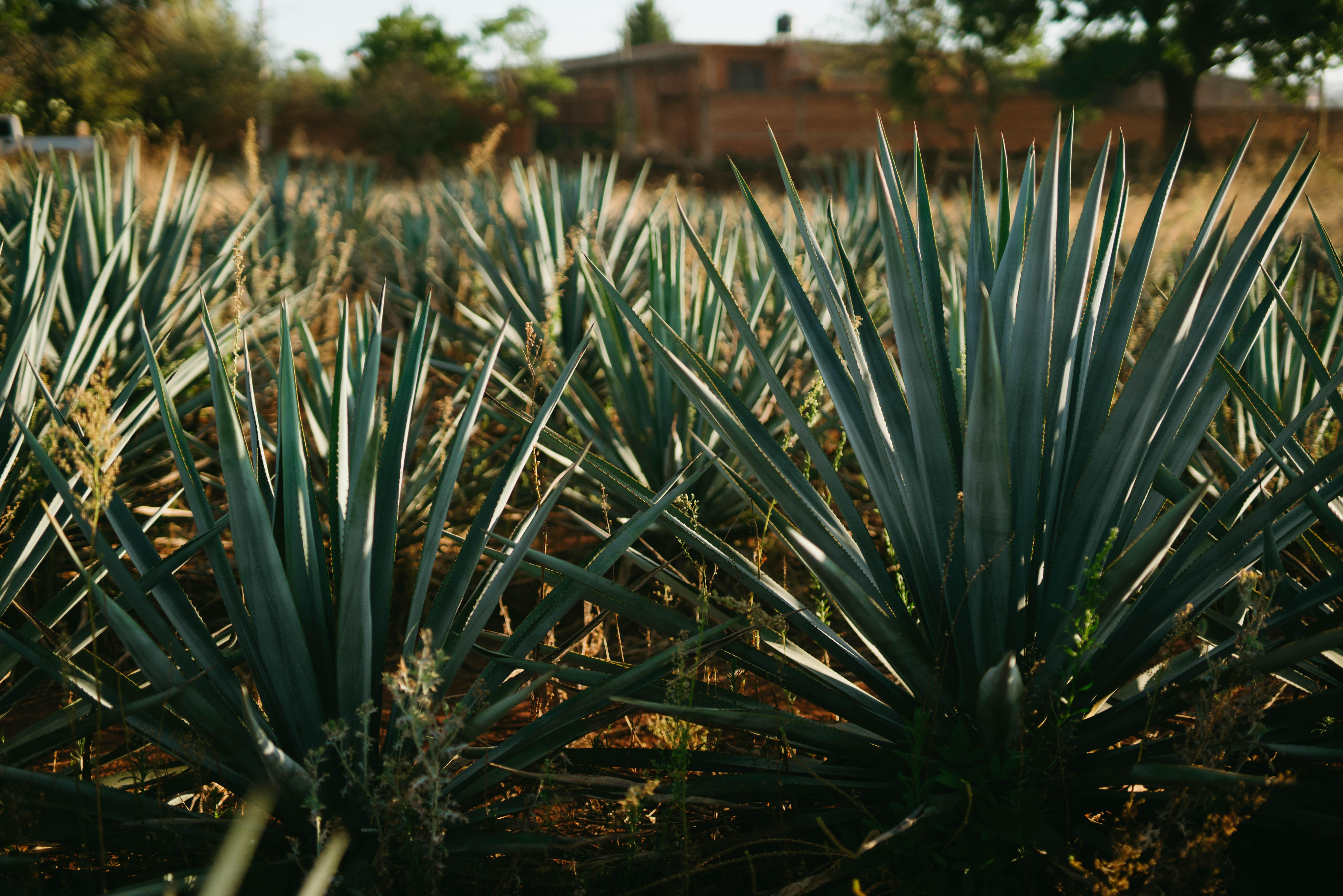7952x5304 Best Free Jalisco & Image · 100% Royalty Free HD Downloads