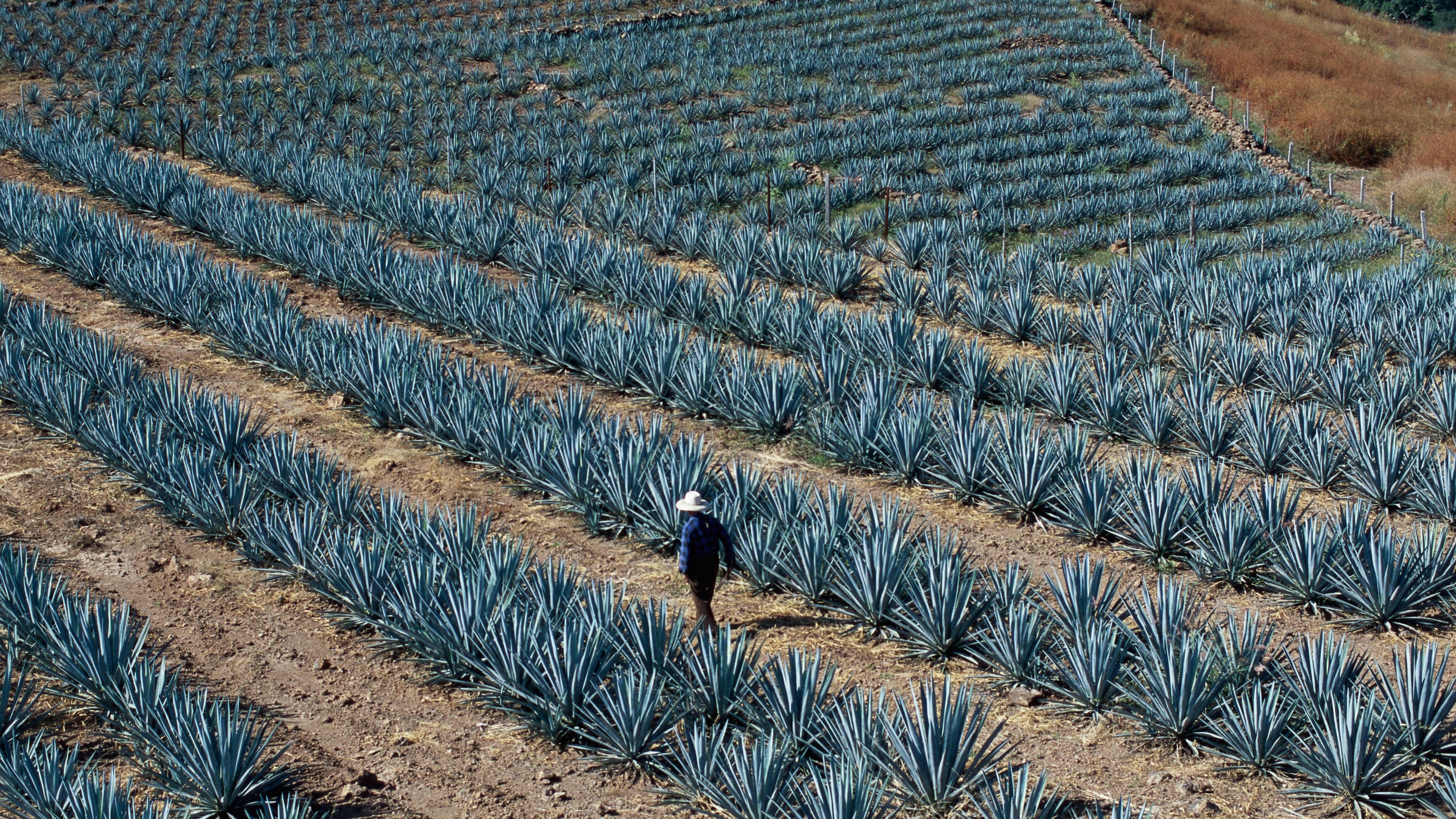 4655x2618 Discovering the Art of Tequila in Jalisco, Mexico. Condé Nast Traveler