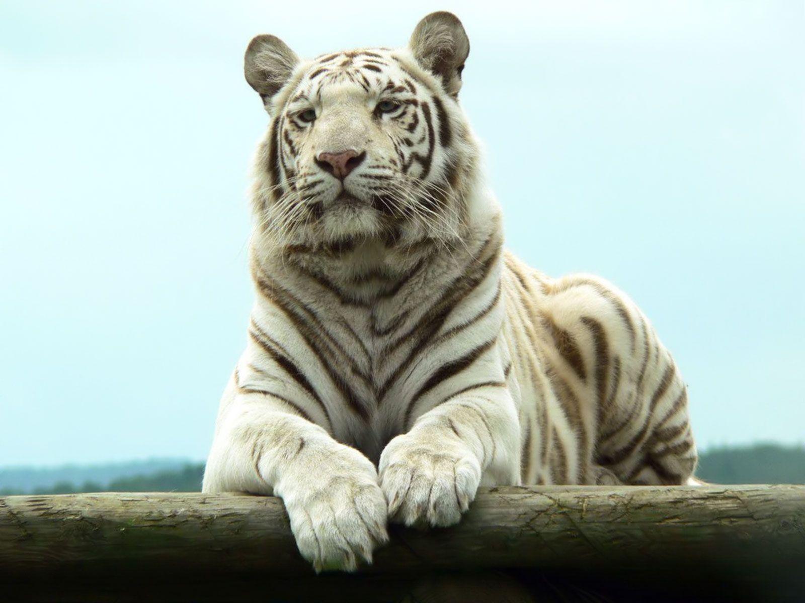 1600x1200 White Tiger Desktop Wallpaper