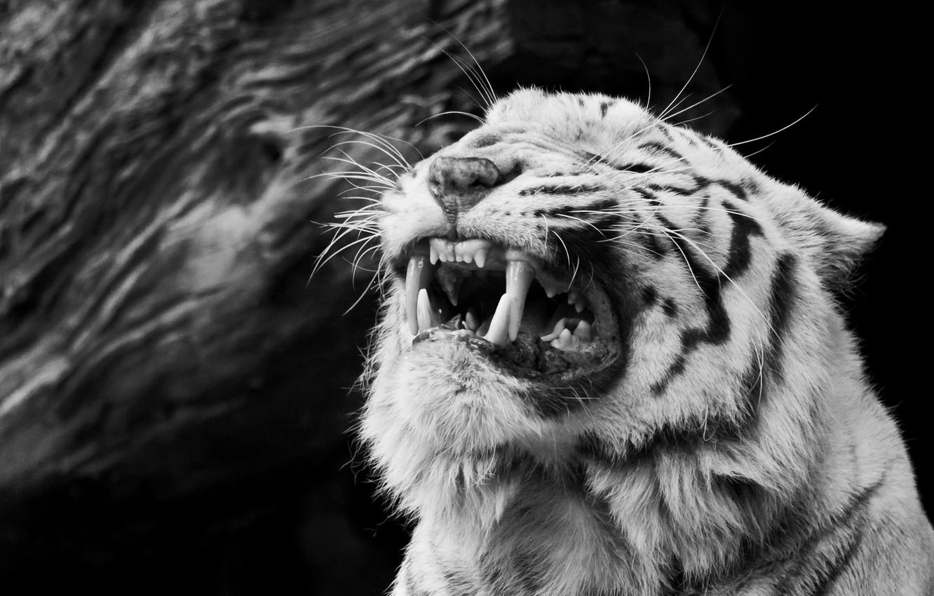 1332x850 Wallpaper face, anger, black and white, rage, fangs, grin, white tiger image for desktop, section животные