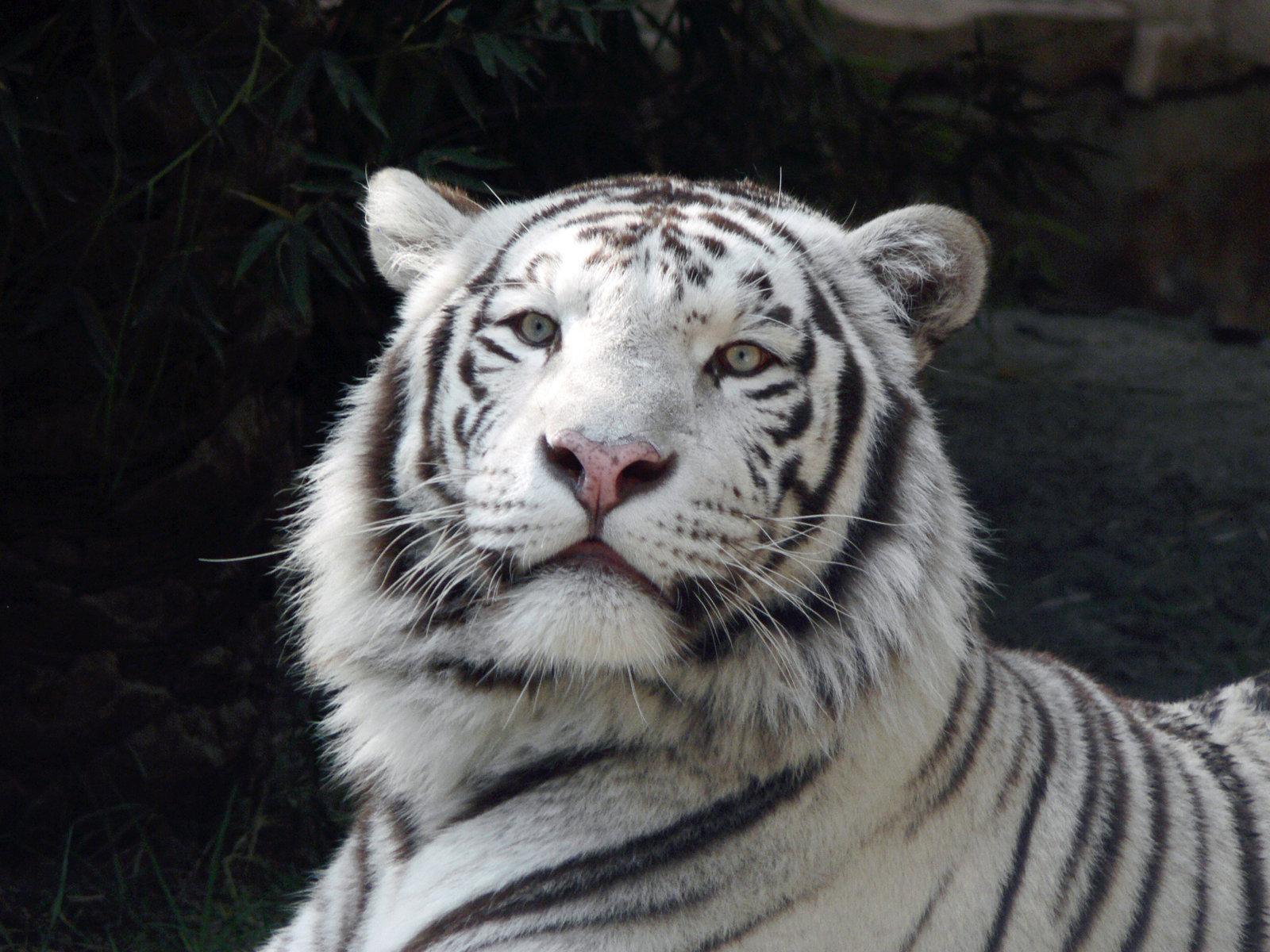 1600x1200 White Tiger Wallpaper Free Download