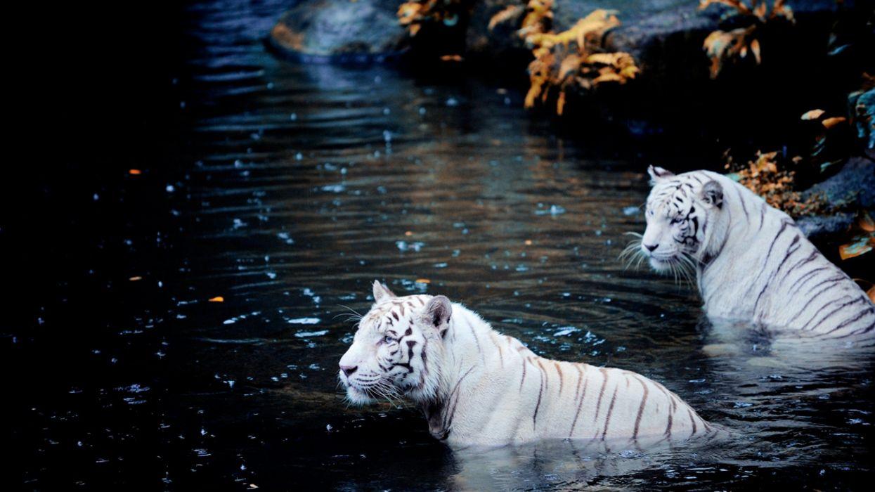 1245x700 White tigers white tiger wallpaperx1440
