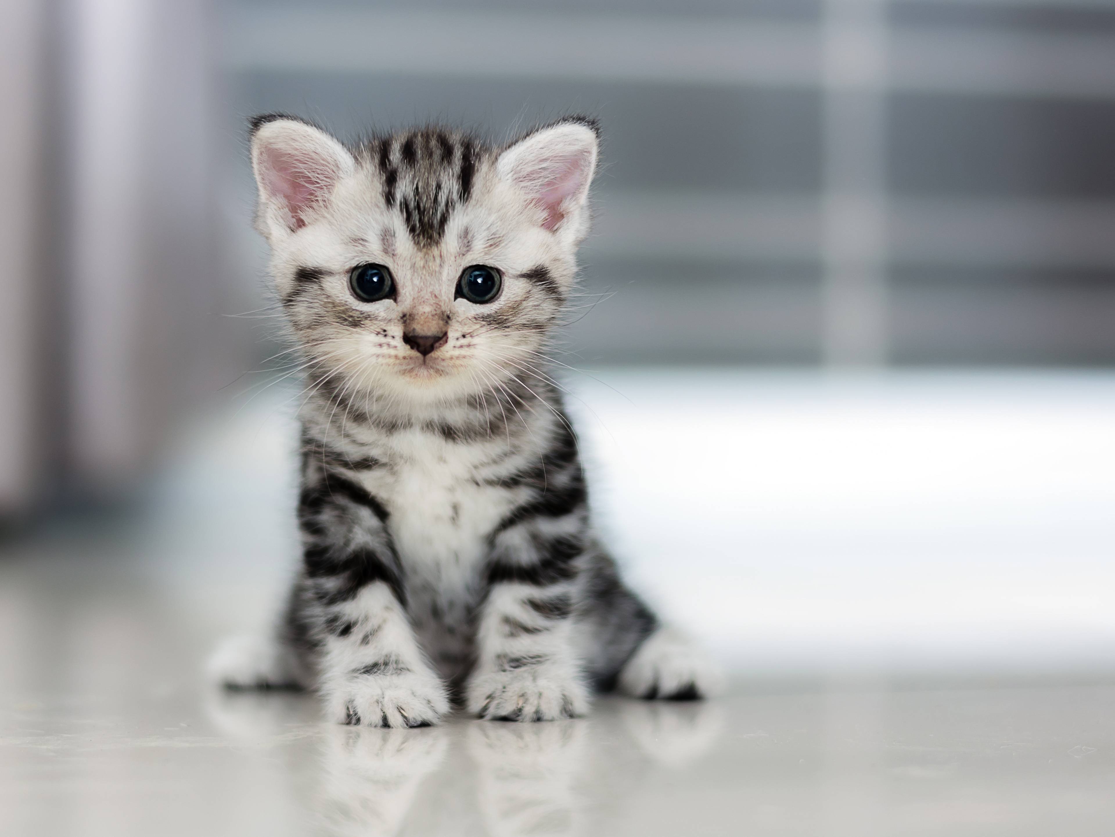 3840x2884 Small Kitten Wallpaper, HD Animals