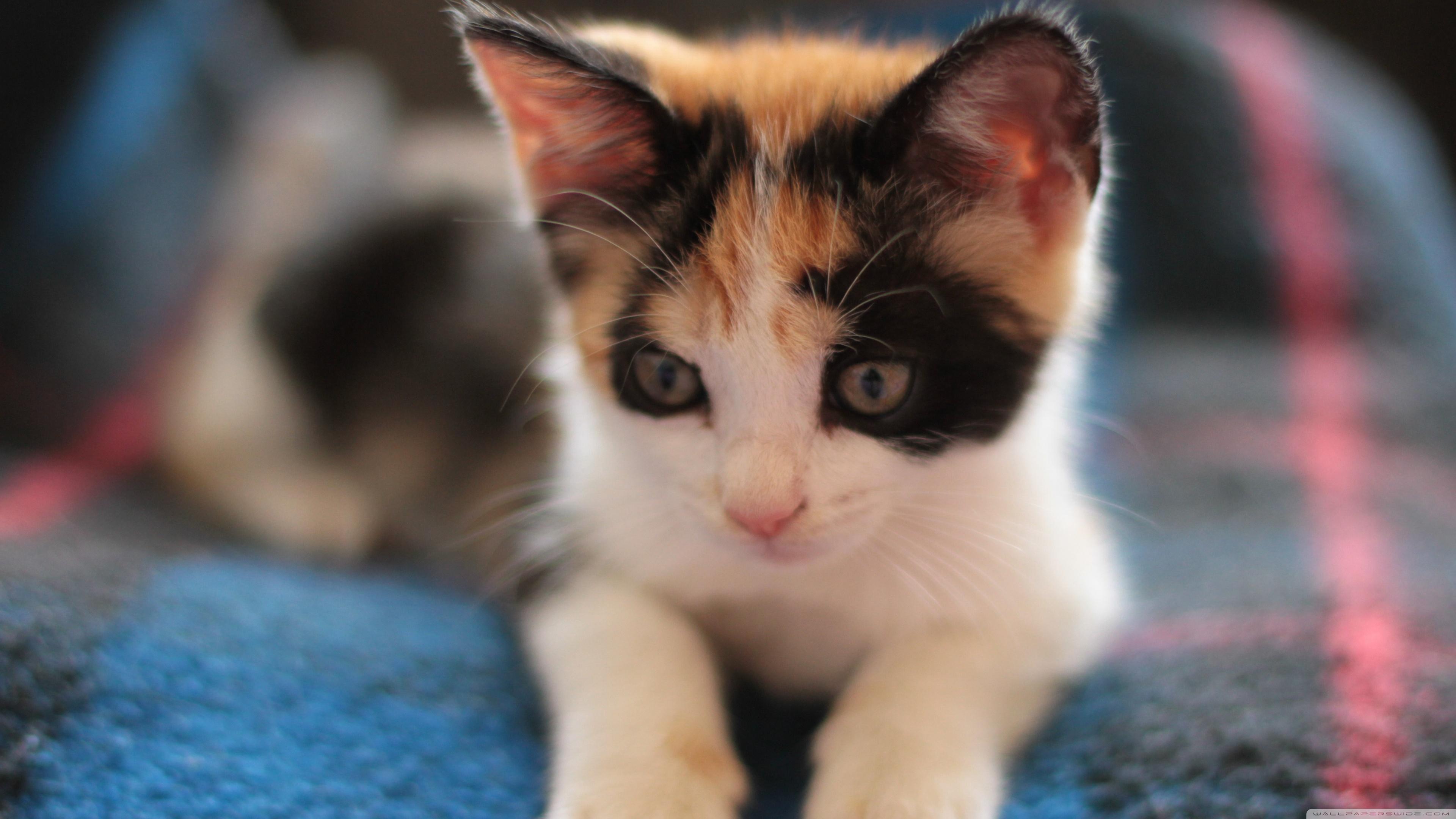 3840x2160 Adorable Calico Kitten in 4K Ultra HDx2160