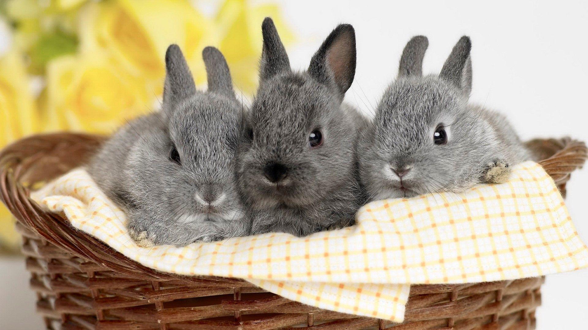 1920x1080 Wallpaper of a rabbit in the snow HD Animals Wallpaper 1920×1200