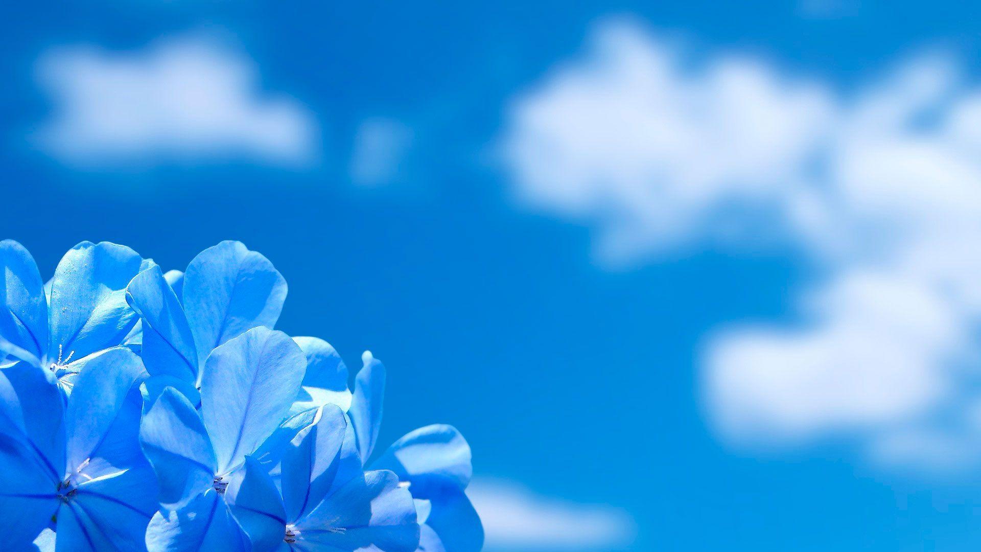 1920x1080 Небо sky. Blue flower wallpaper, Blue flowers background, Best flower wallpaper