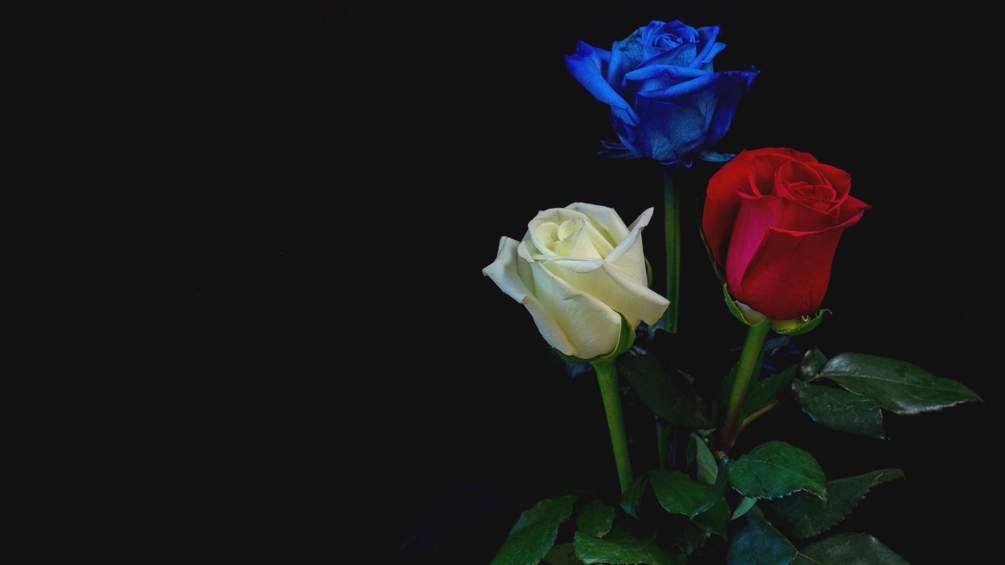 2048x1152 White Roses Flowers Wallpaper