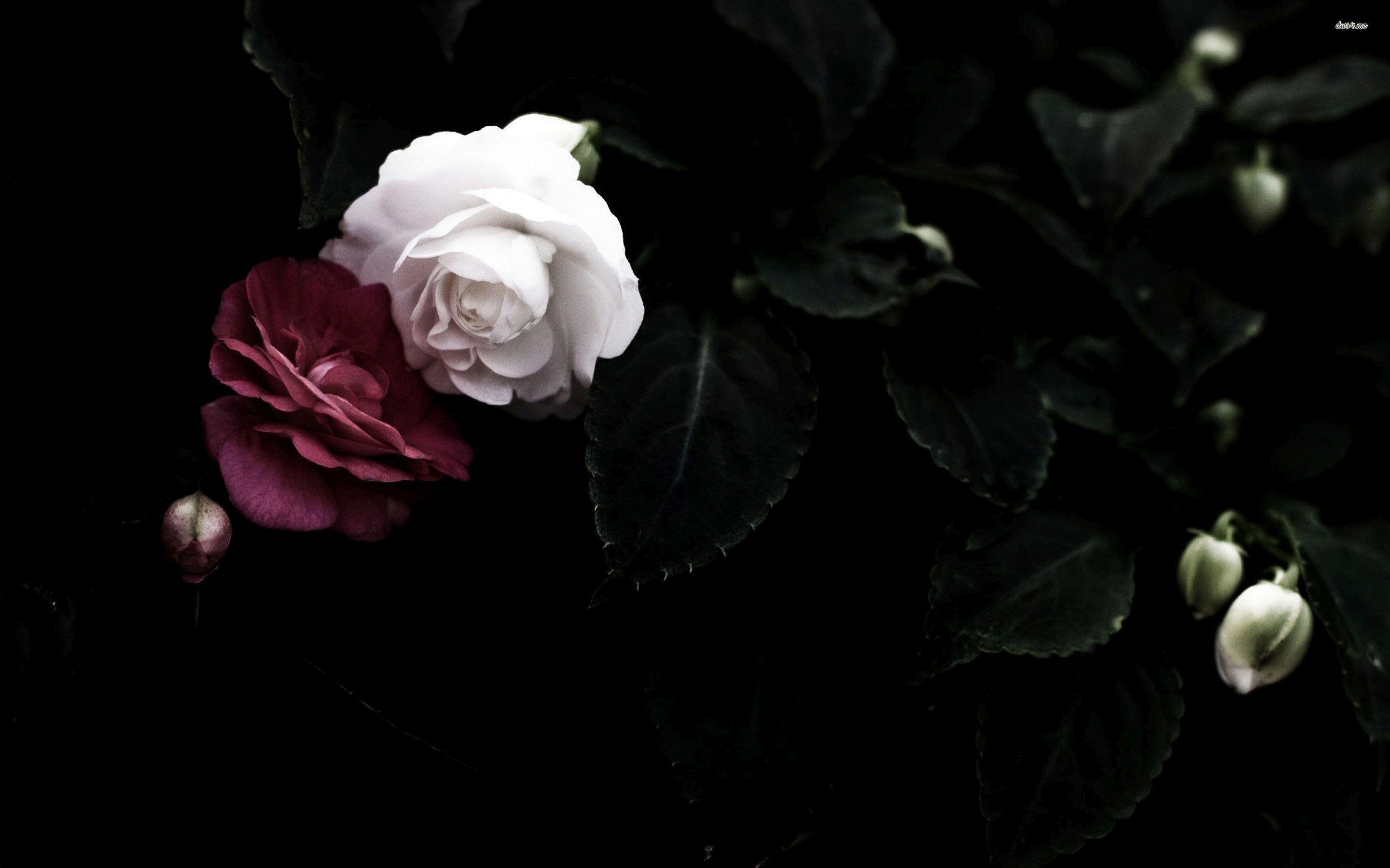 2880x1800 Blue Wallpaper with White Flowers. White roses wallpaper, HD flower wallpaper, Wallpaper iphone roses
