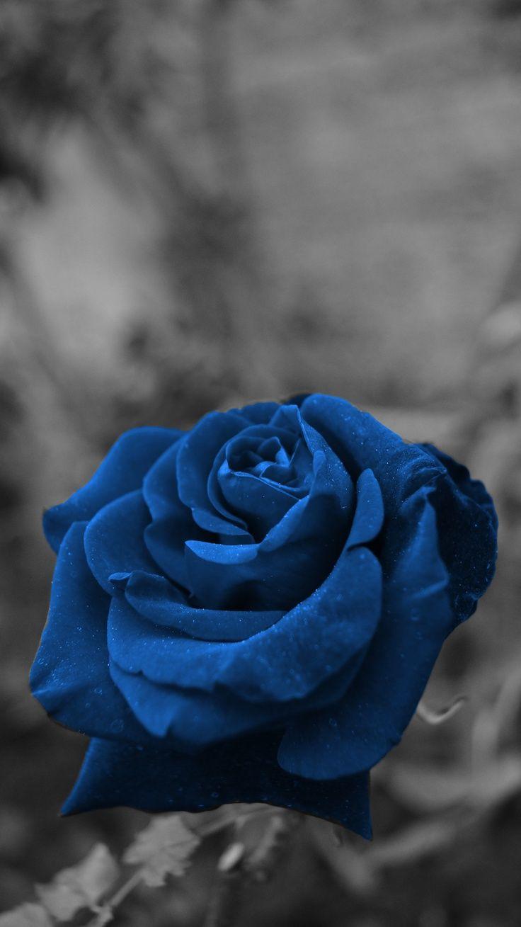 736x1309 Rose. Blue roses wallpaper, Rose flower wallpaper, Beautiful flowers wallpaper. Blue roses wallpaper, Rose flower wallpaper, Blue roses