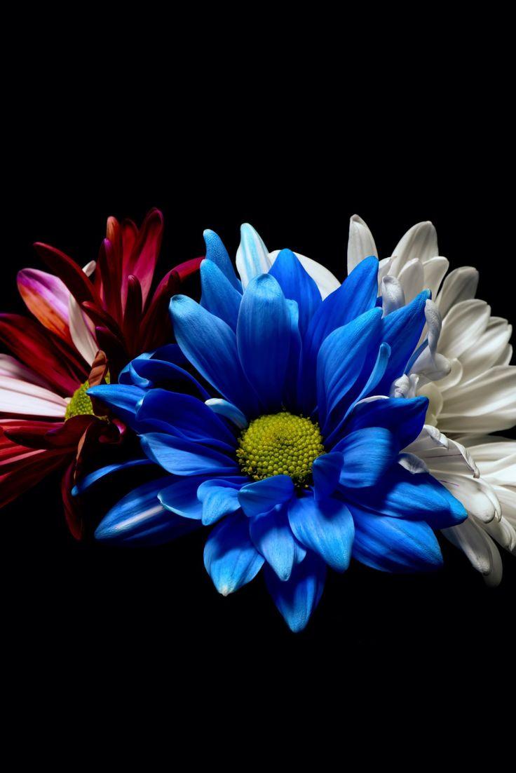 red white and blue flower wallpaper