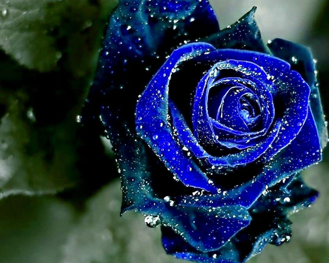 1080x864 wallpaper free for laptops flowers and buterflies (blue). Beauty (2022)
