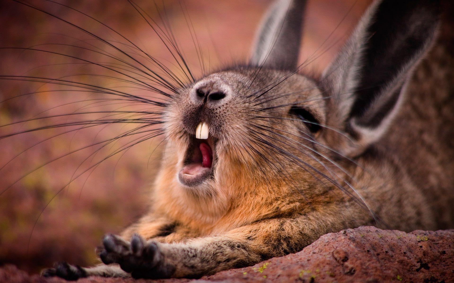 1920x1200 Yawning bunny funny wallpaper. HD Wallpaper Rocks