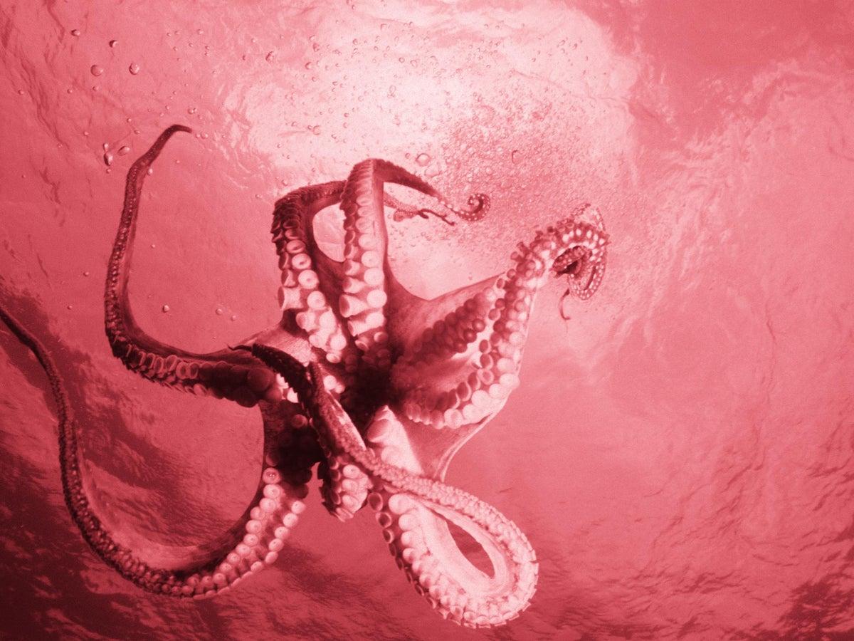 1200x900 Are octopuses aliens from outer space that were brought to Earth by meteors?