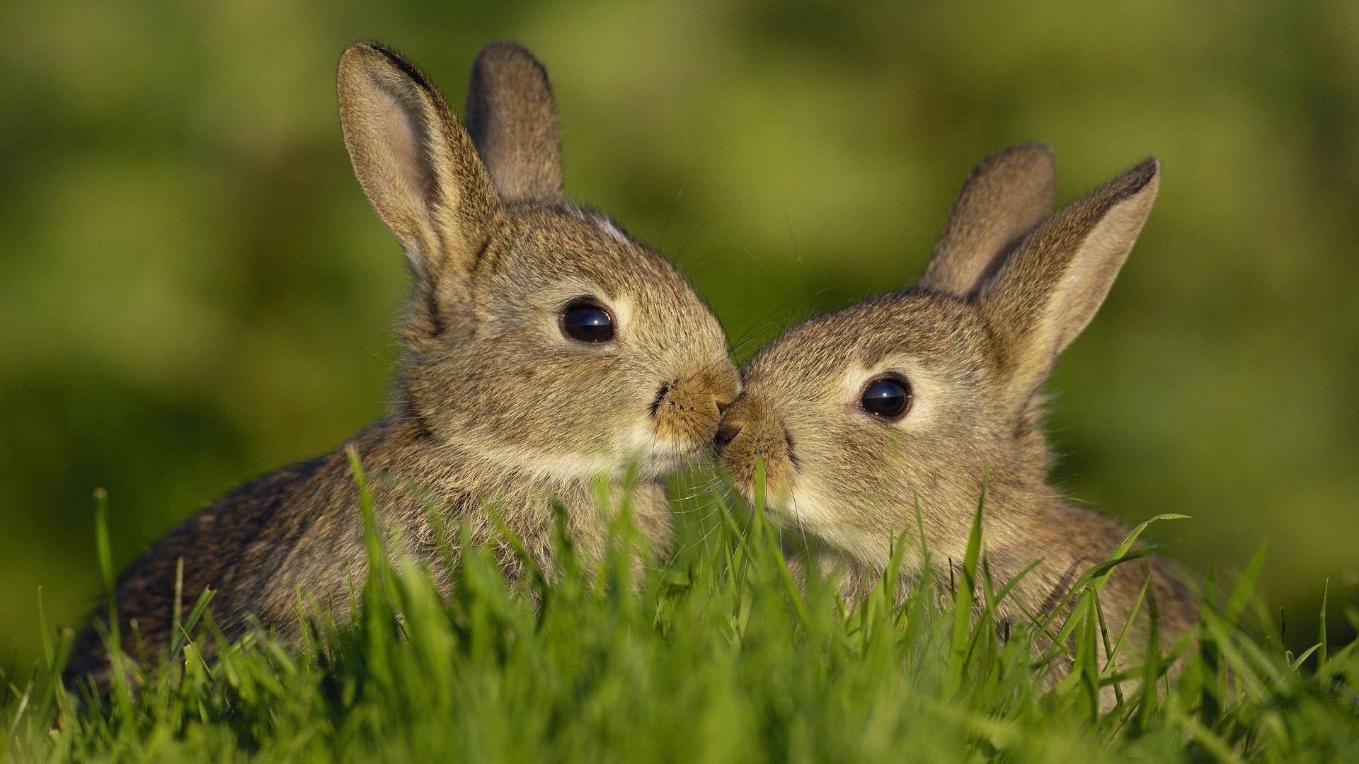 1920x1080 Cute Bunny Wallpaper 14292
