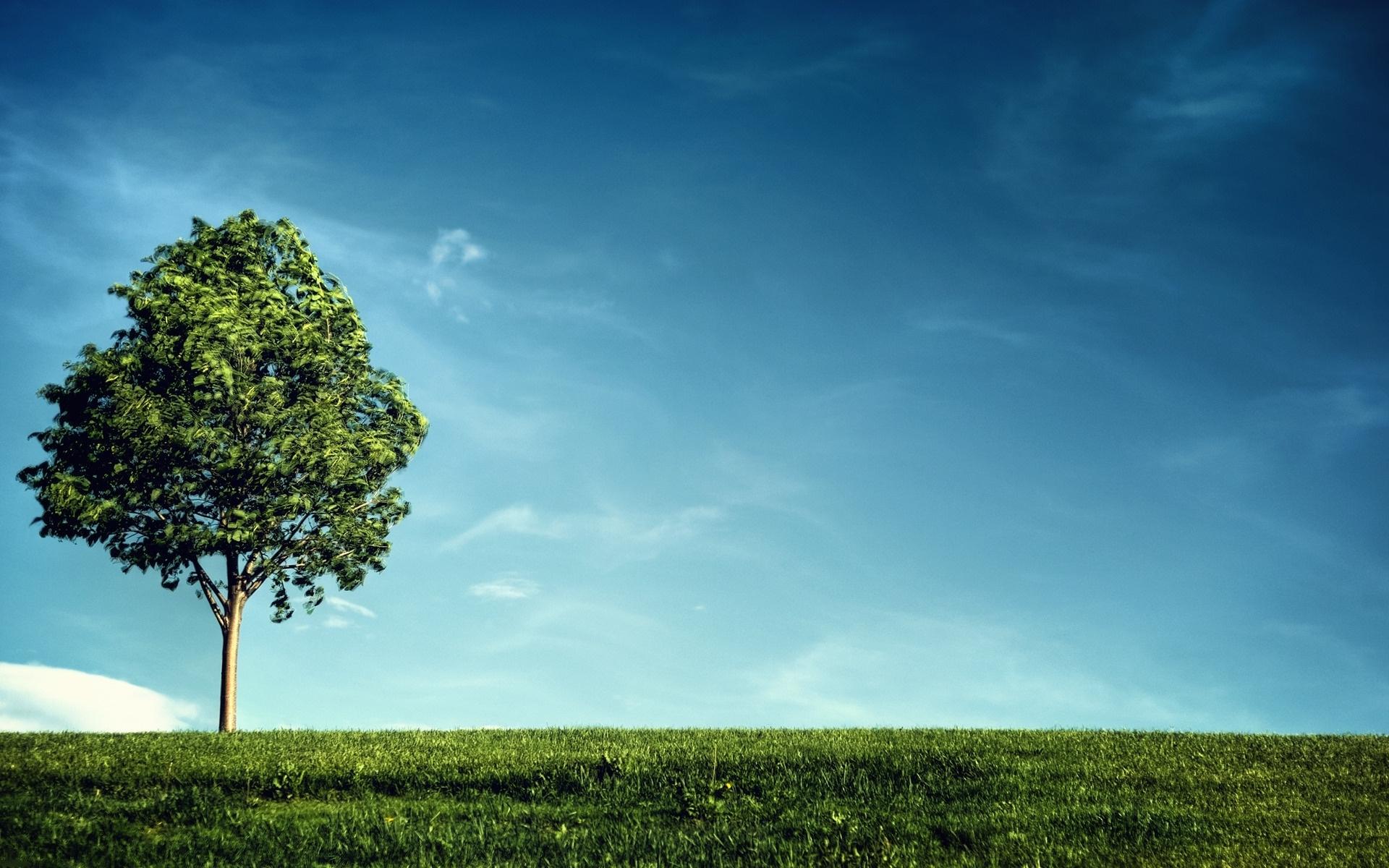 1920x1200 Blue Trees Wallpaper