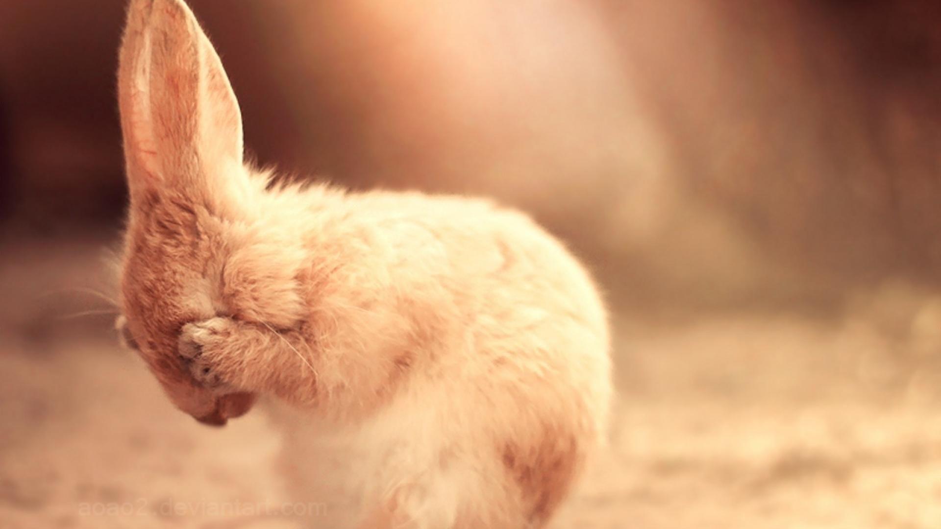 1920x1080 Cute sad bunny wallpaper