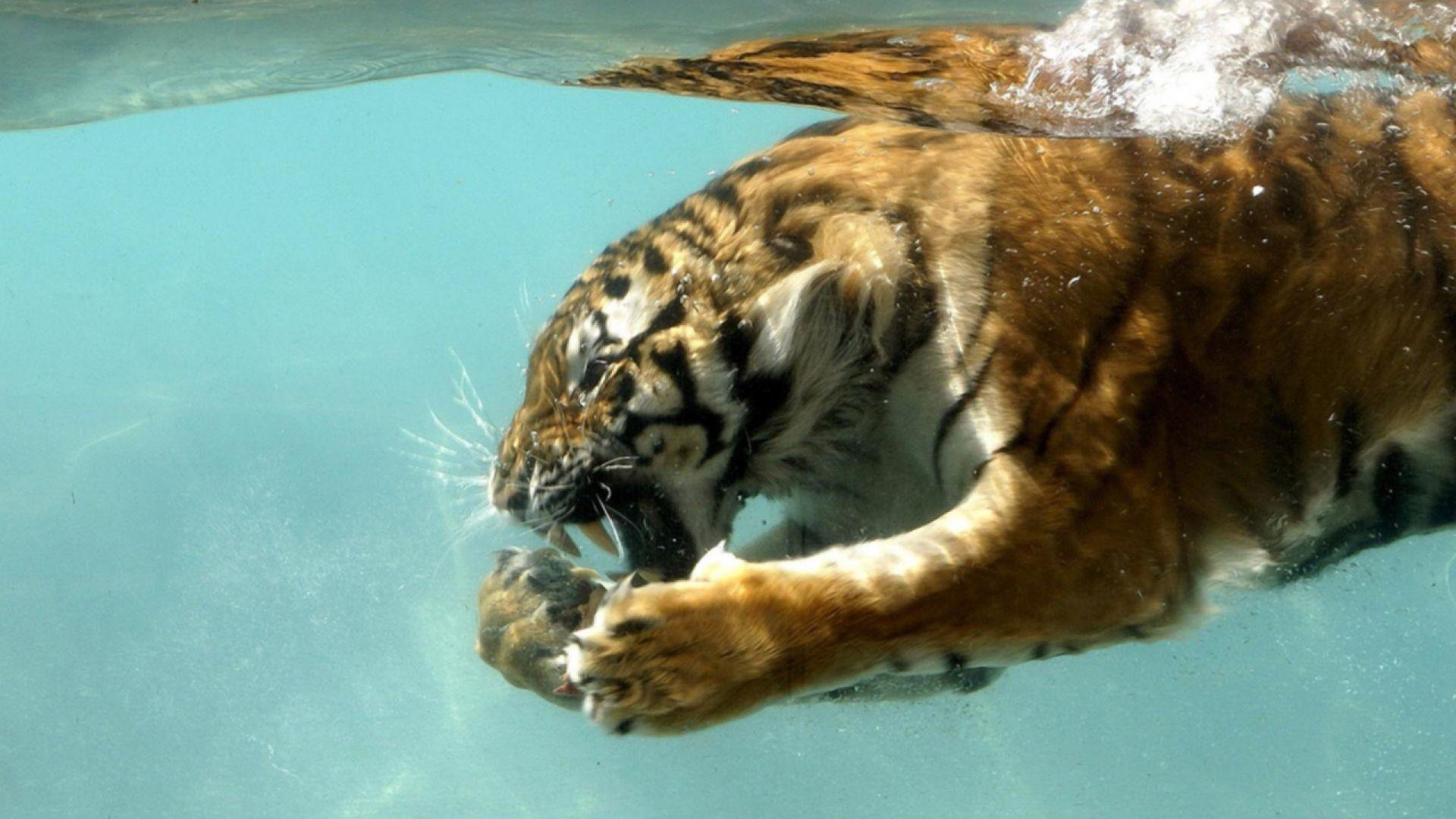 1920x1080 Tiger Underwater. Tiger in water, Tiger picture, Animals
