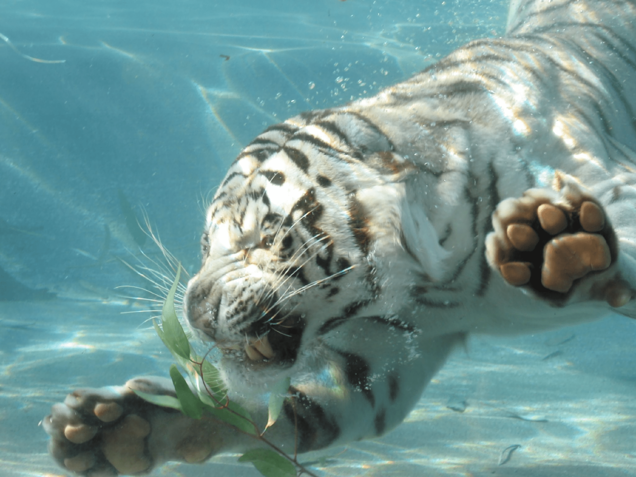 2048x1536 white tiger swimming under water