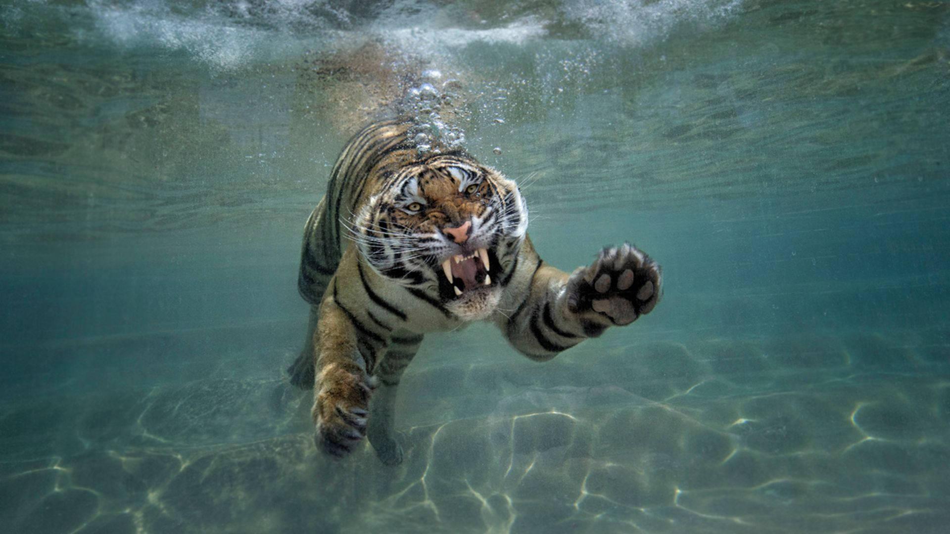 1920x1080 Download Swimming Tiger Underwater Photography Wallpaper