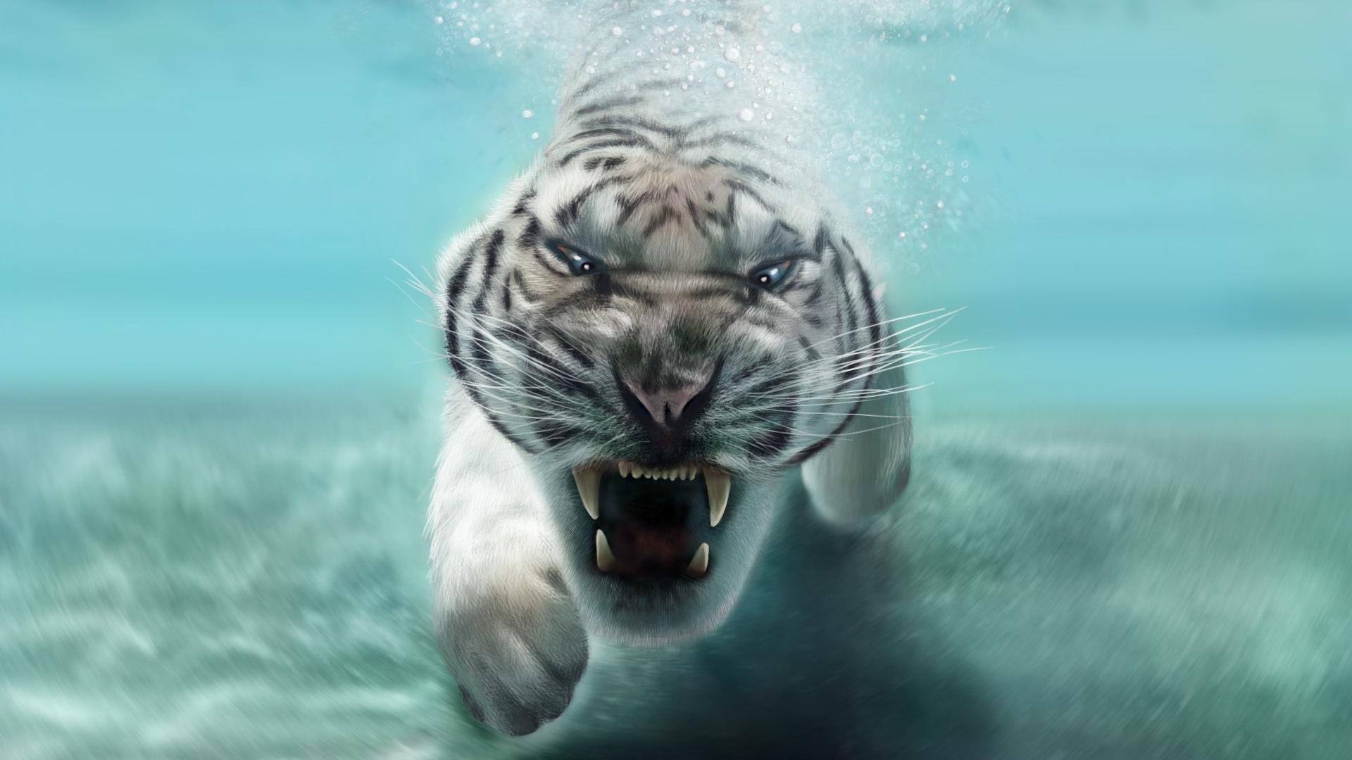 1920x1080 white tiger swimming under water