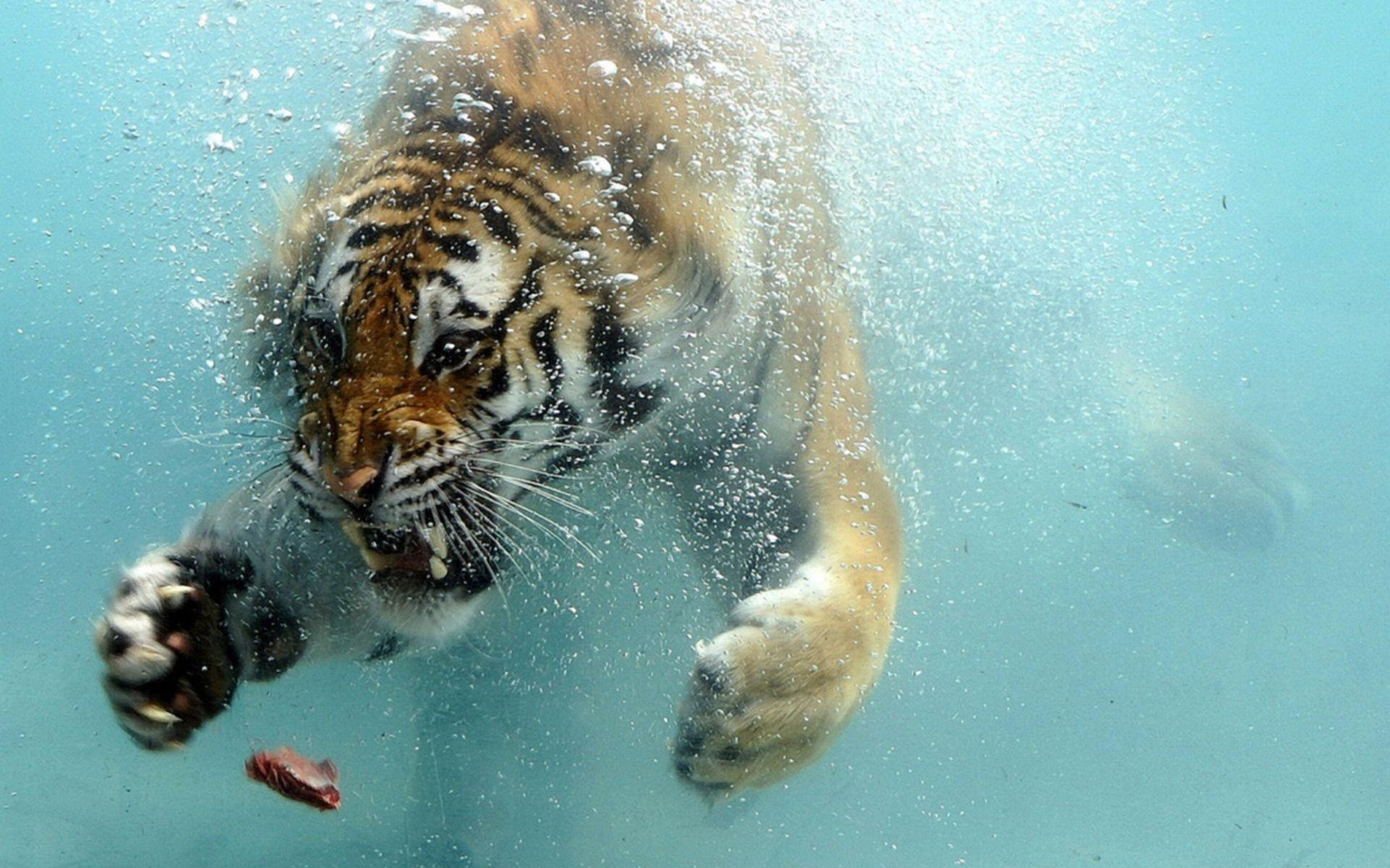 1920x1200 Angry tiger swims underwater phone background image