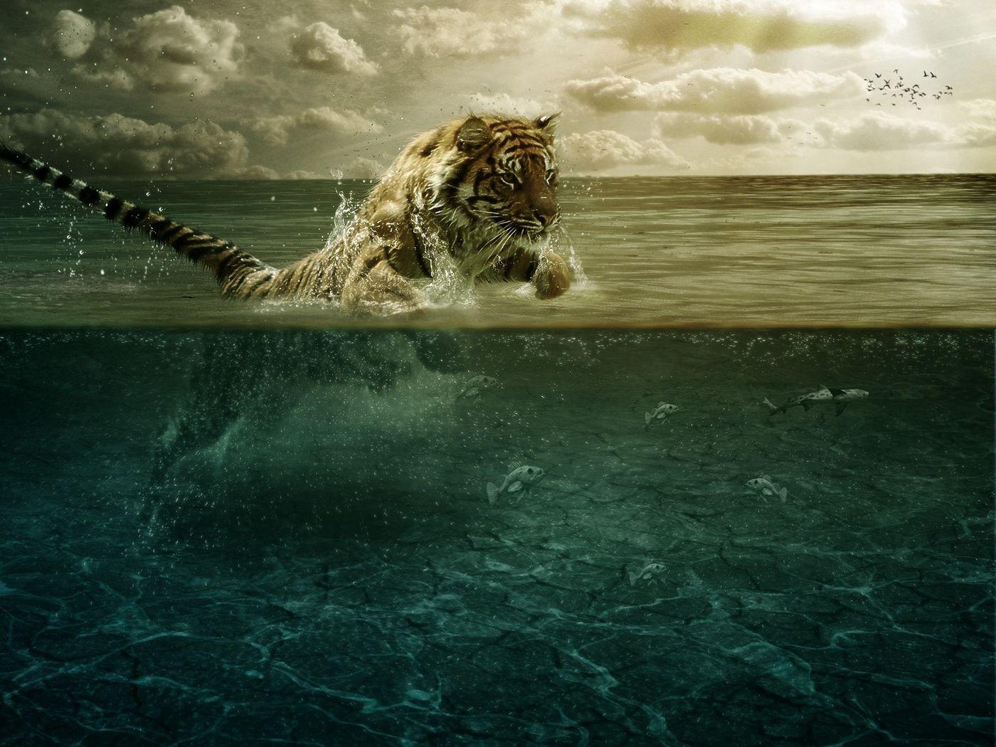 1400x1050 Download wallpaper 1400x1050 tiger, jump, sea, underwater, hunting standard 4:3 HD background