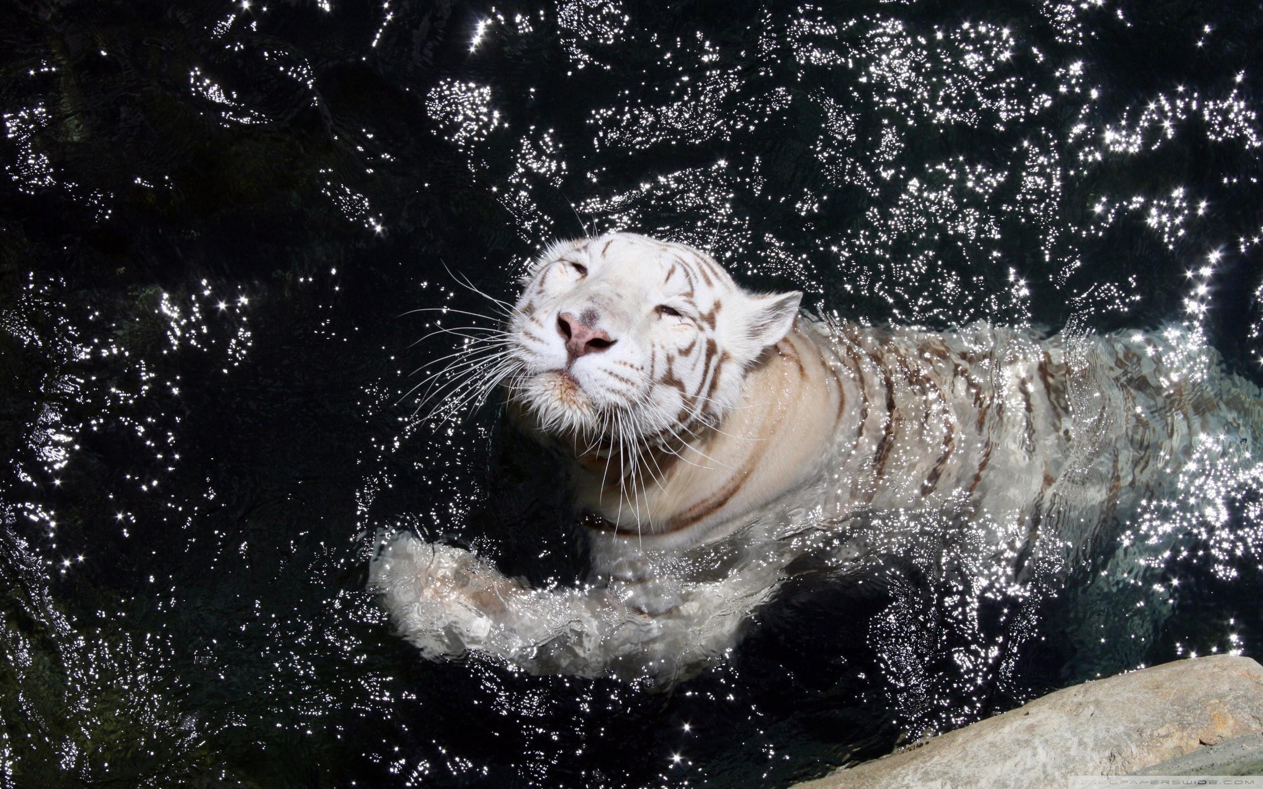 2560x1600 White Tiger Swimming Ultra HD Desktop Background Wallpaper for 4K UHD TV : Multi Display, Dual Monitor : Tablet