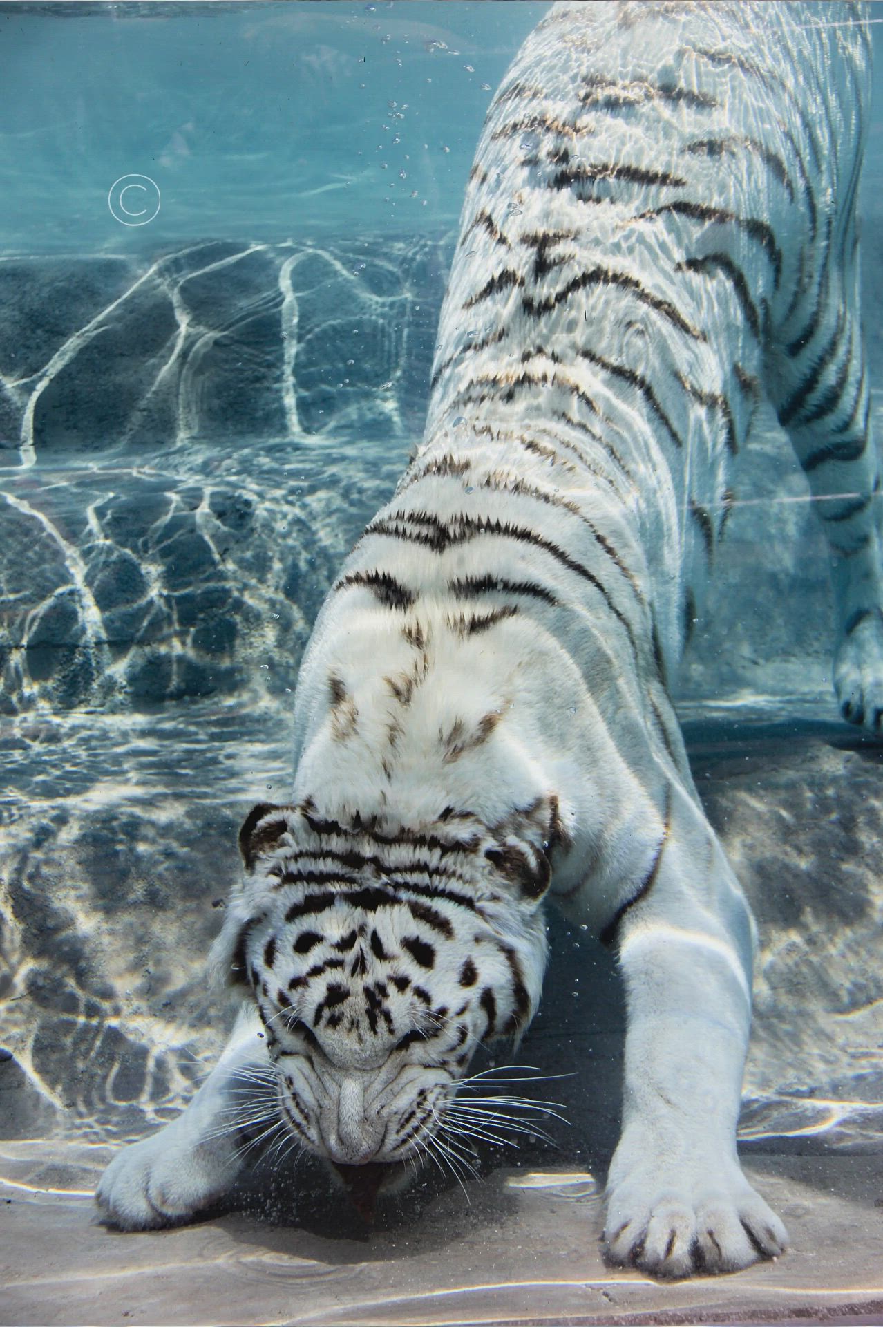 1278x1920 White Tiger Underwater. Nature and Travel Photo with Lenka Vodicka Lenkaland Photo. Cute animals, Cute wild animals, Cute baby animals