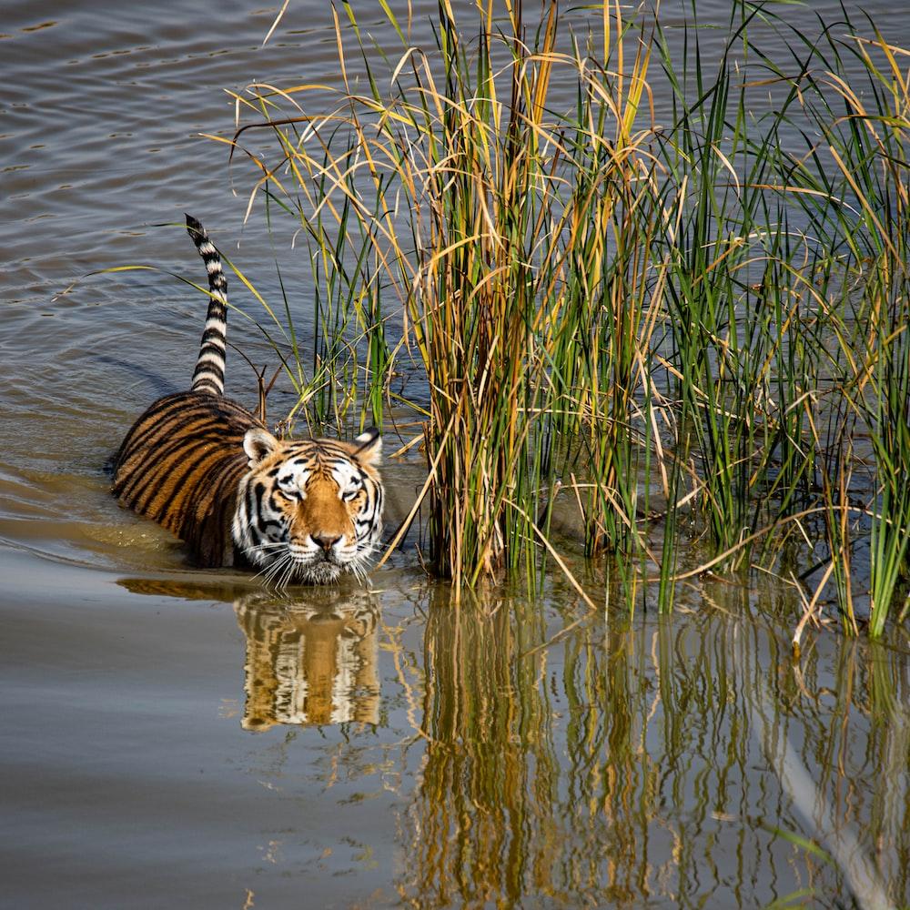 1000x1000 Tiger In Water Picture. Download Free Image