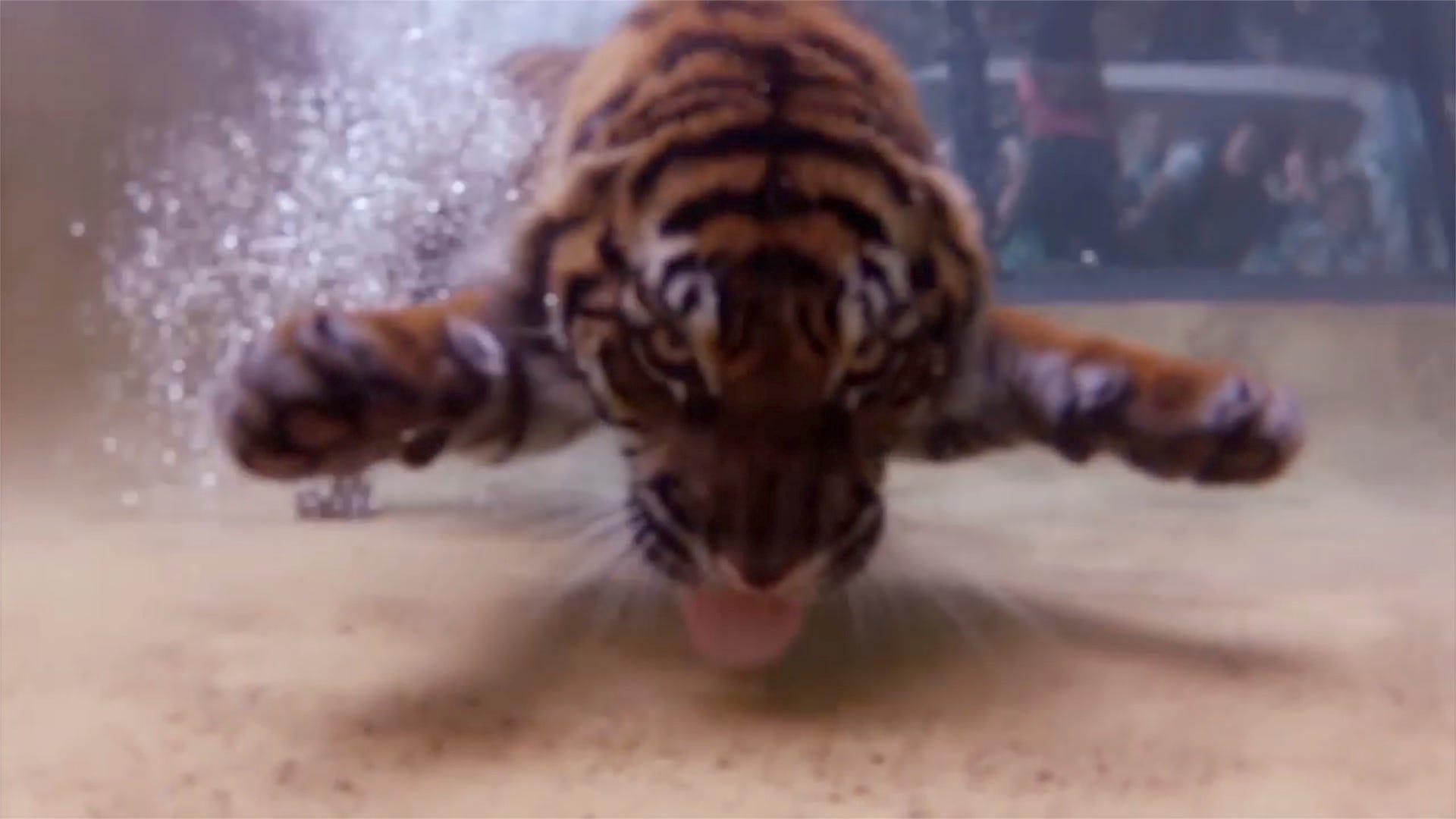 1920x1080 Underwater camera captures swimming tigers