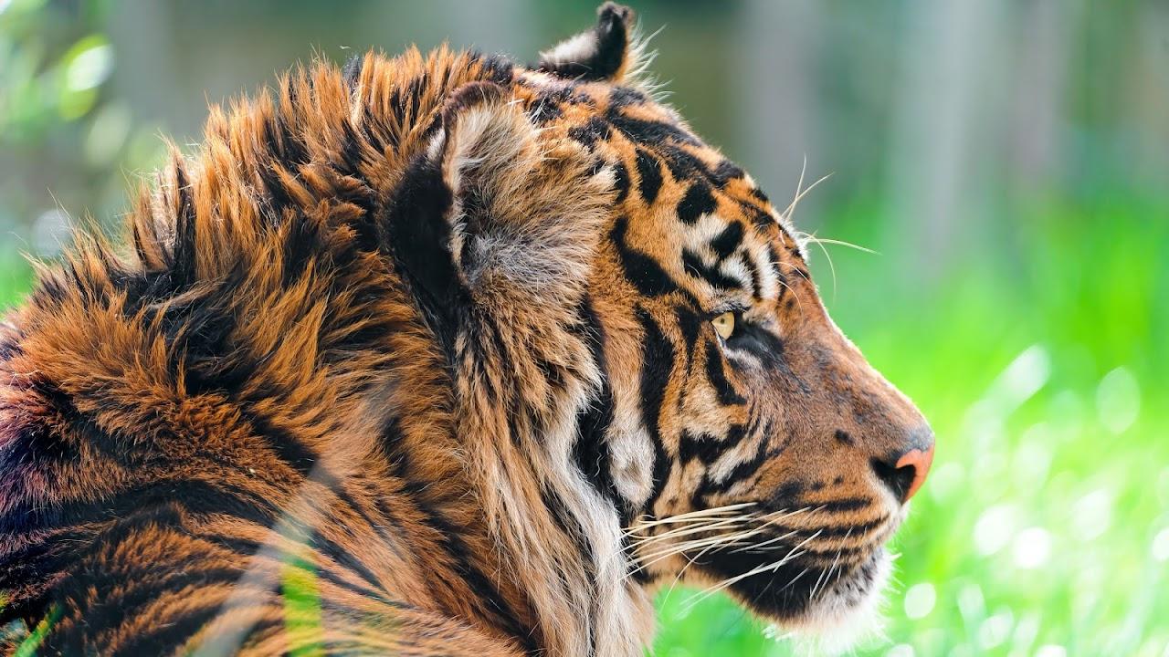 1280x720 Tiger 4K Wallpaper