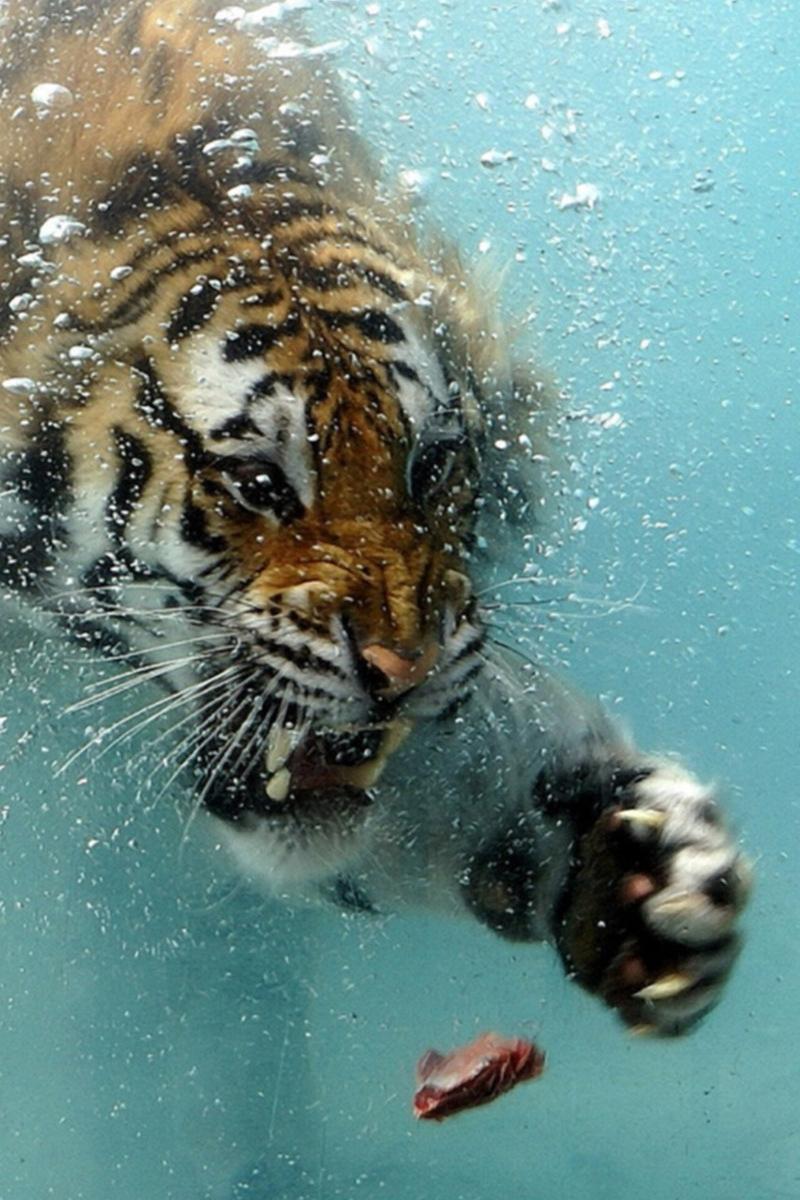 800x1200 white tiger wallpaper iphone, tiger, terrestrial animal, wildlife, mammal, vertebrate