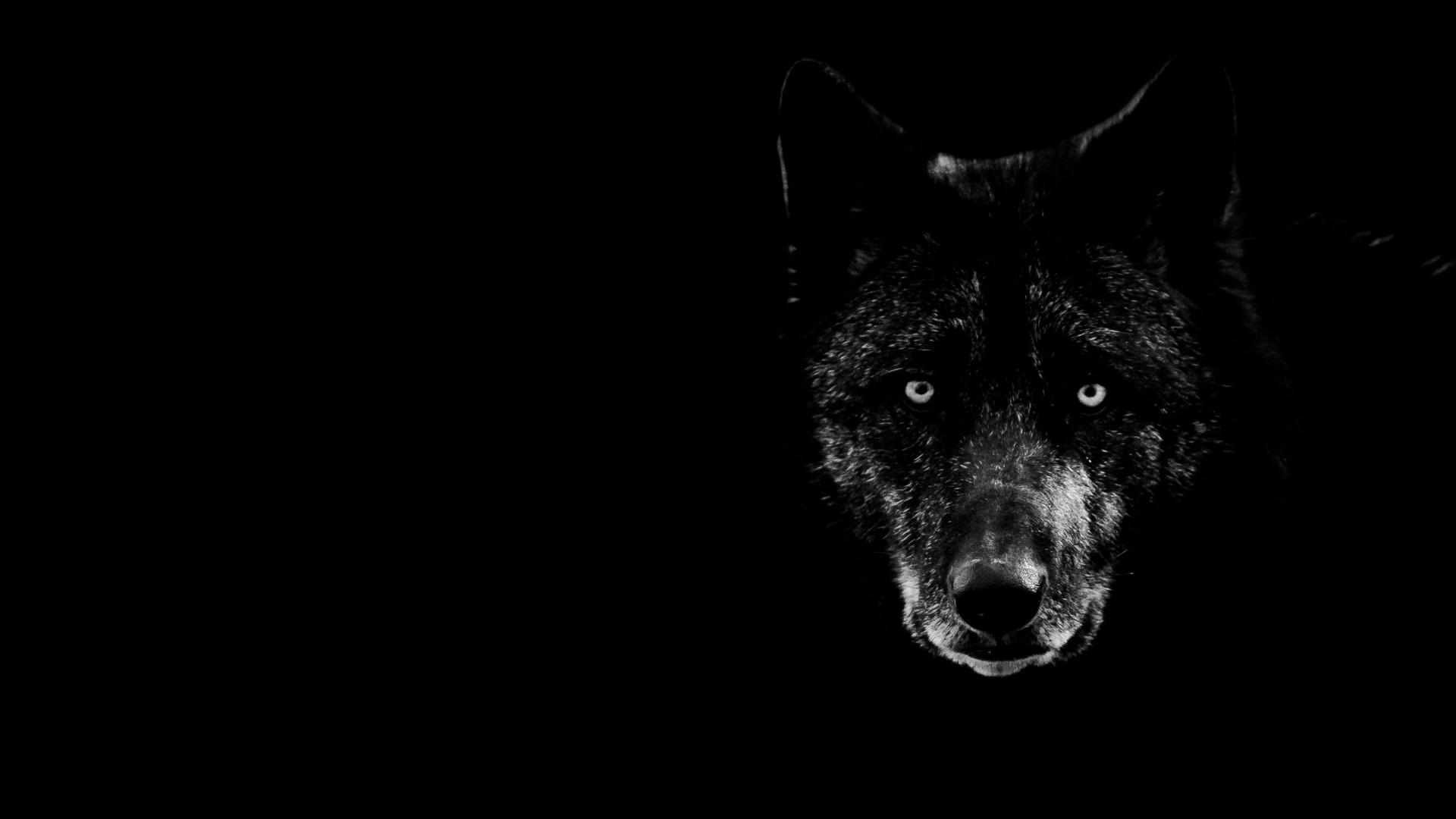 1920x1080 Black wolf wallpaper HD Free Black wolf background