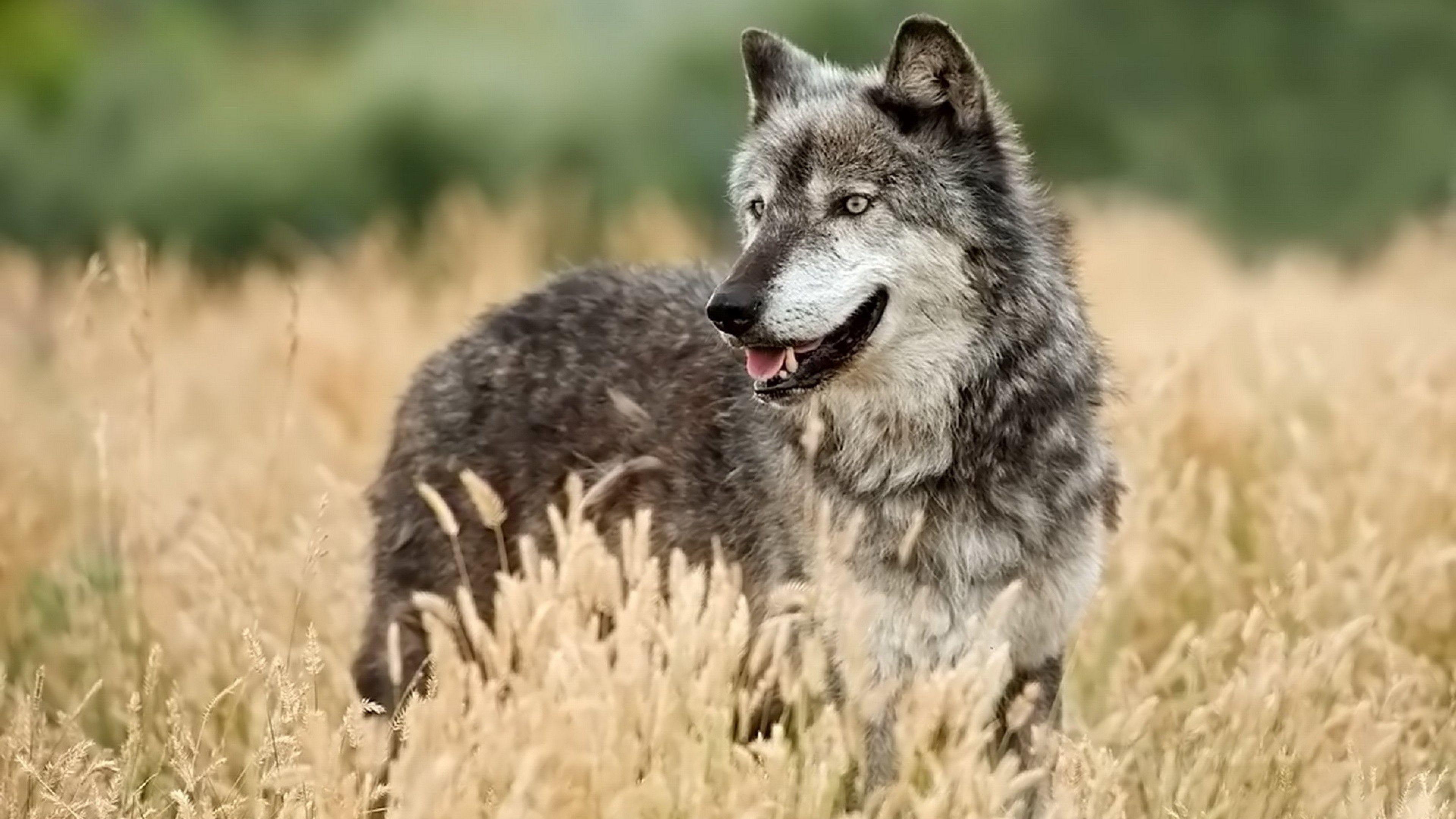 3840x2160 4K Wolf Wallpaper