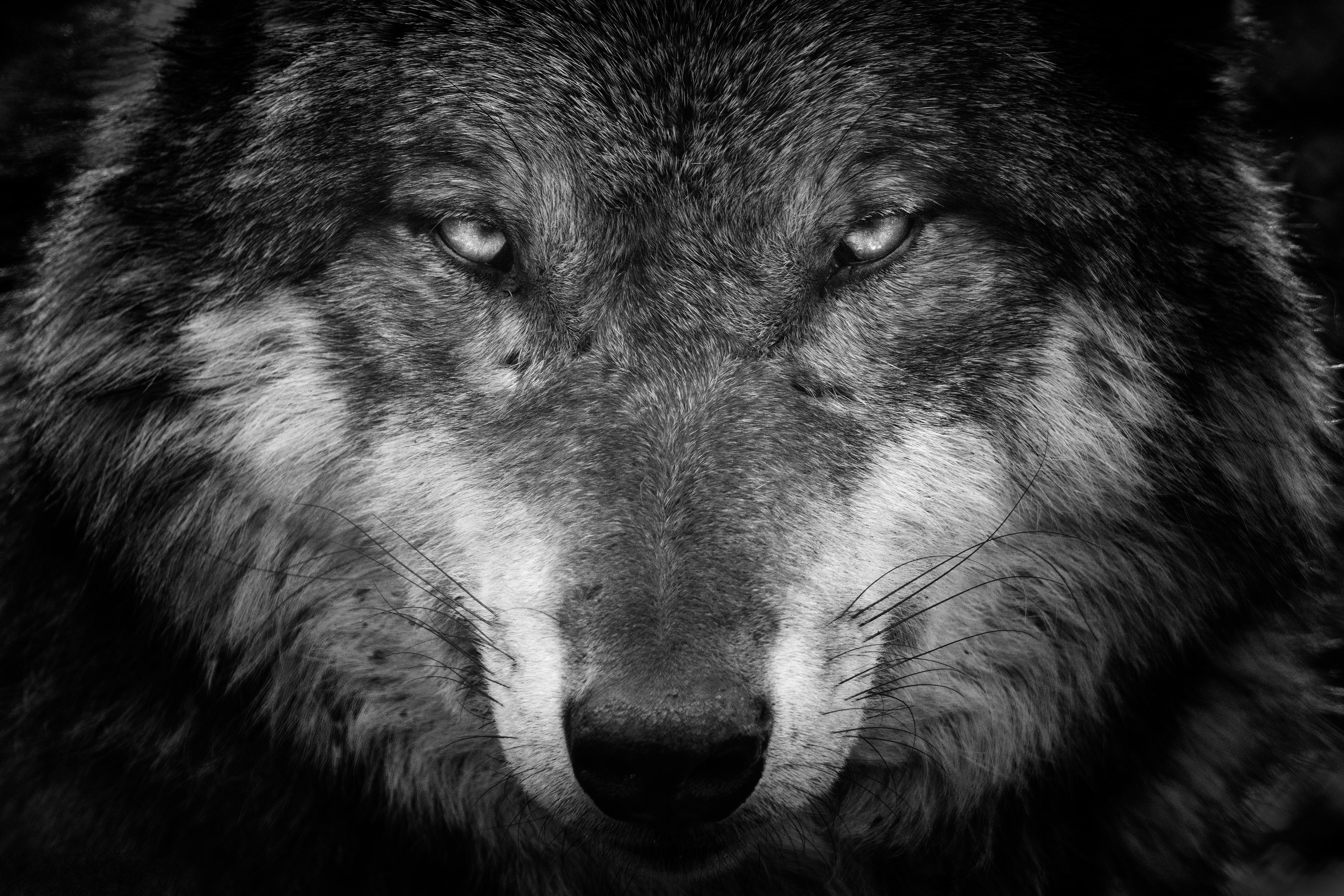 4404x2936 4K Wolf Wallpaper and Background Image