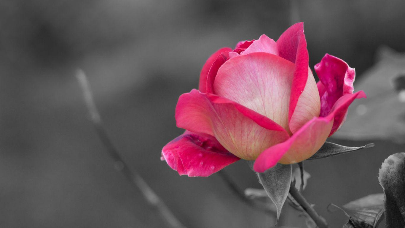 1366x768 Pink Rose Picture download free