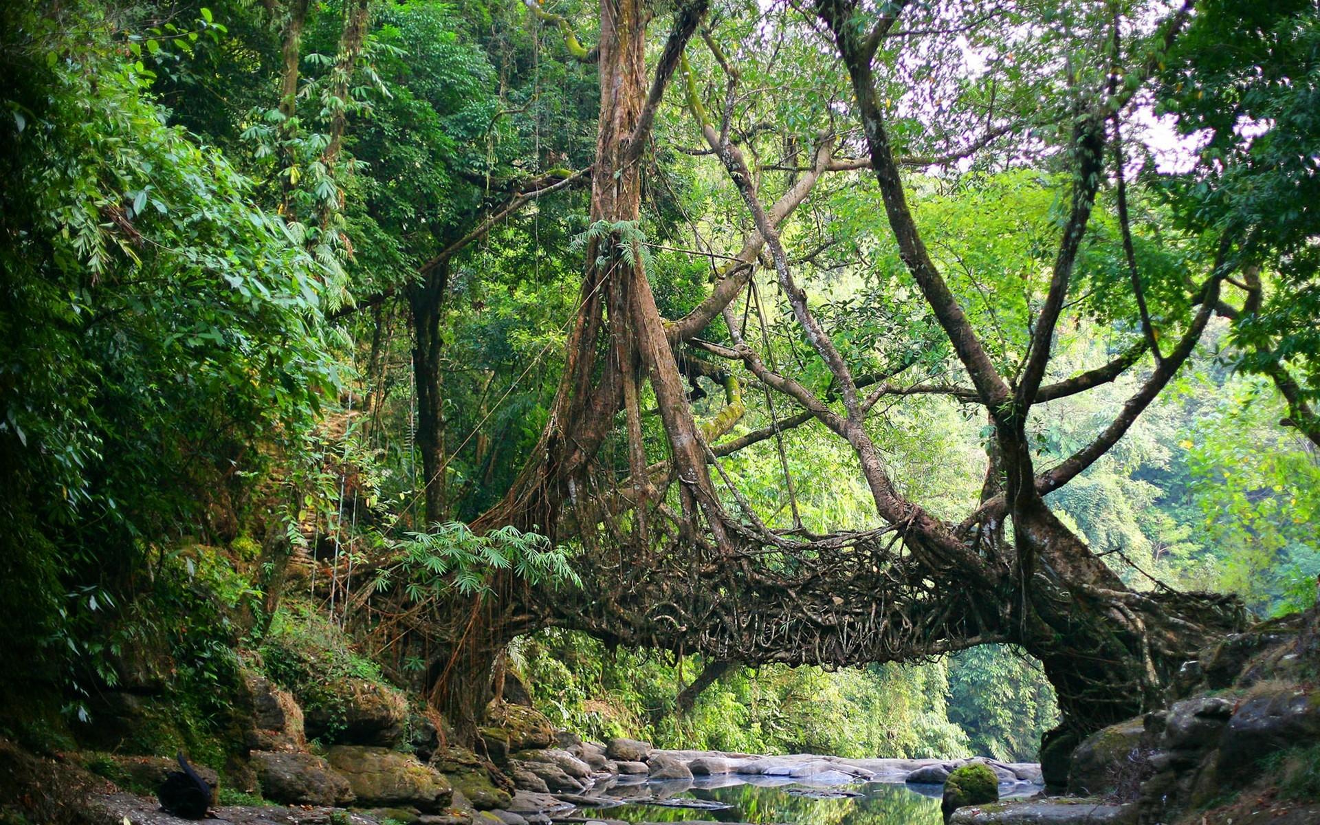1920x1200 nature, India, Natural Engineering, Shillong, jungles, Meghalaya (1920x1200px) on