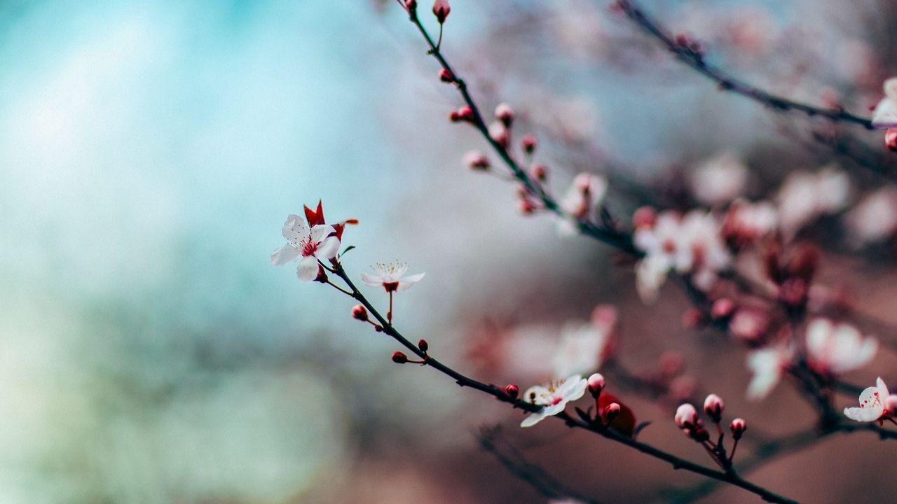 1280x720 Cherry Blossom Festival, Shillong. Tale of 2 Backpackers