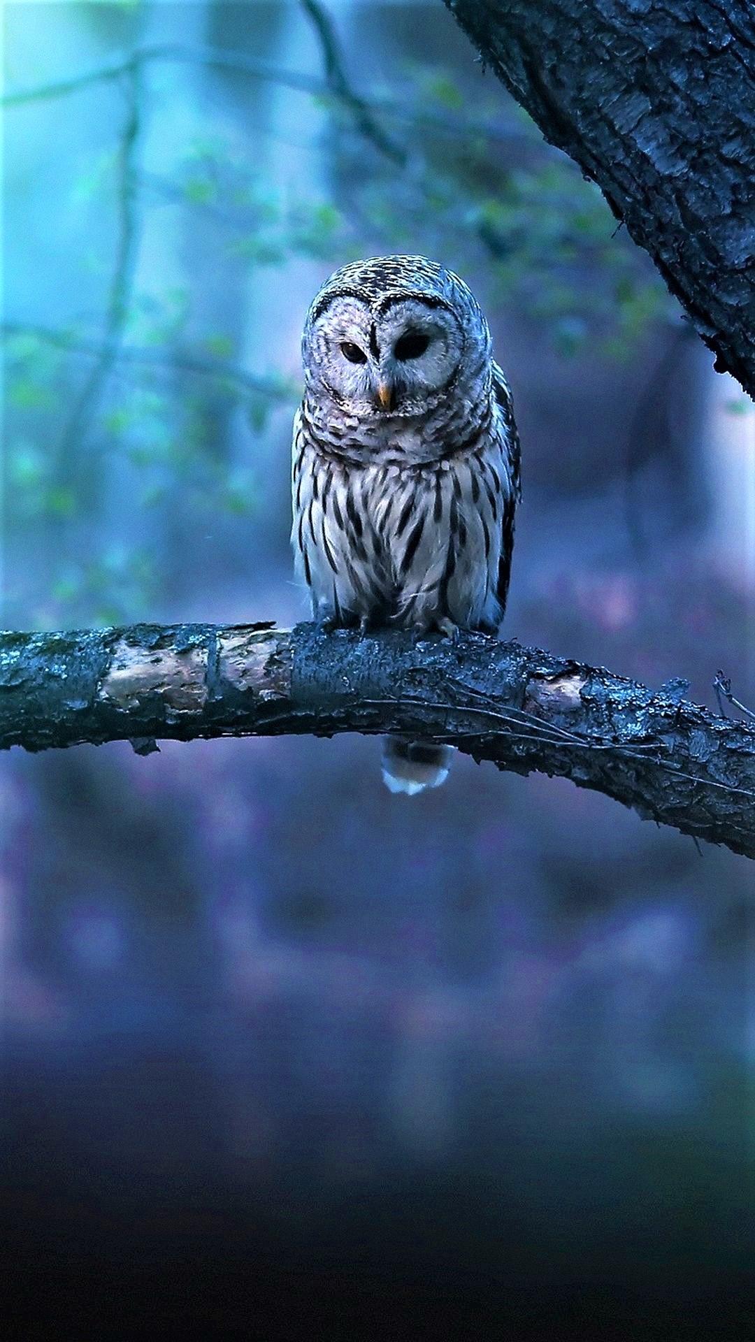 Owl Mobile Wallpapers - Top Free Owl Mobile Backgrounds - WallpaperAccess