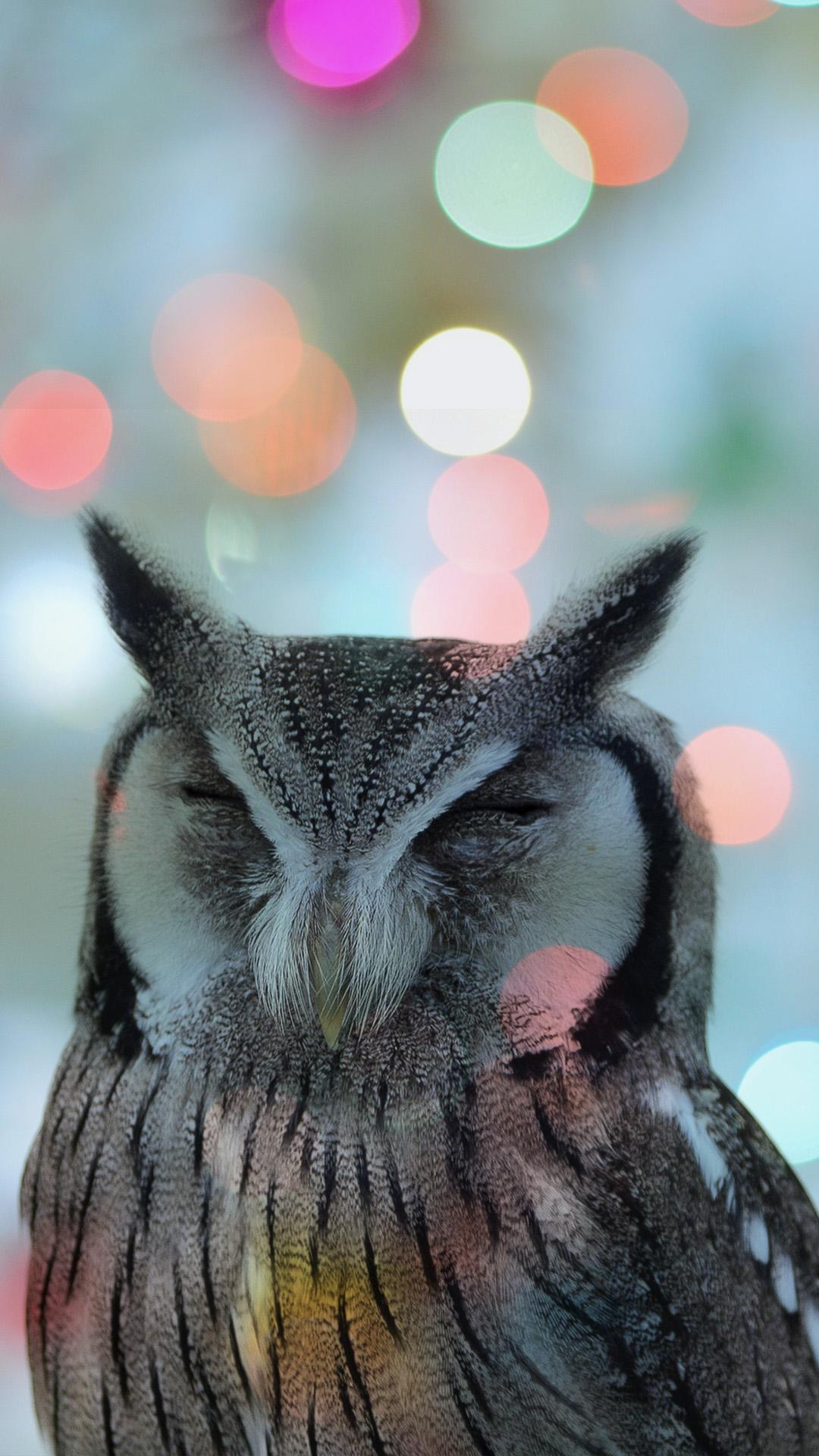 Owl Mobile Wallpapers - Top Free Owl Mobile Backgrounds - WallpaperAccess