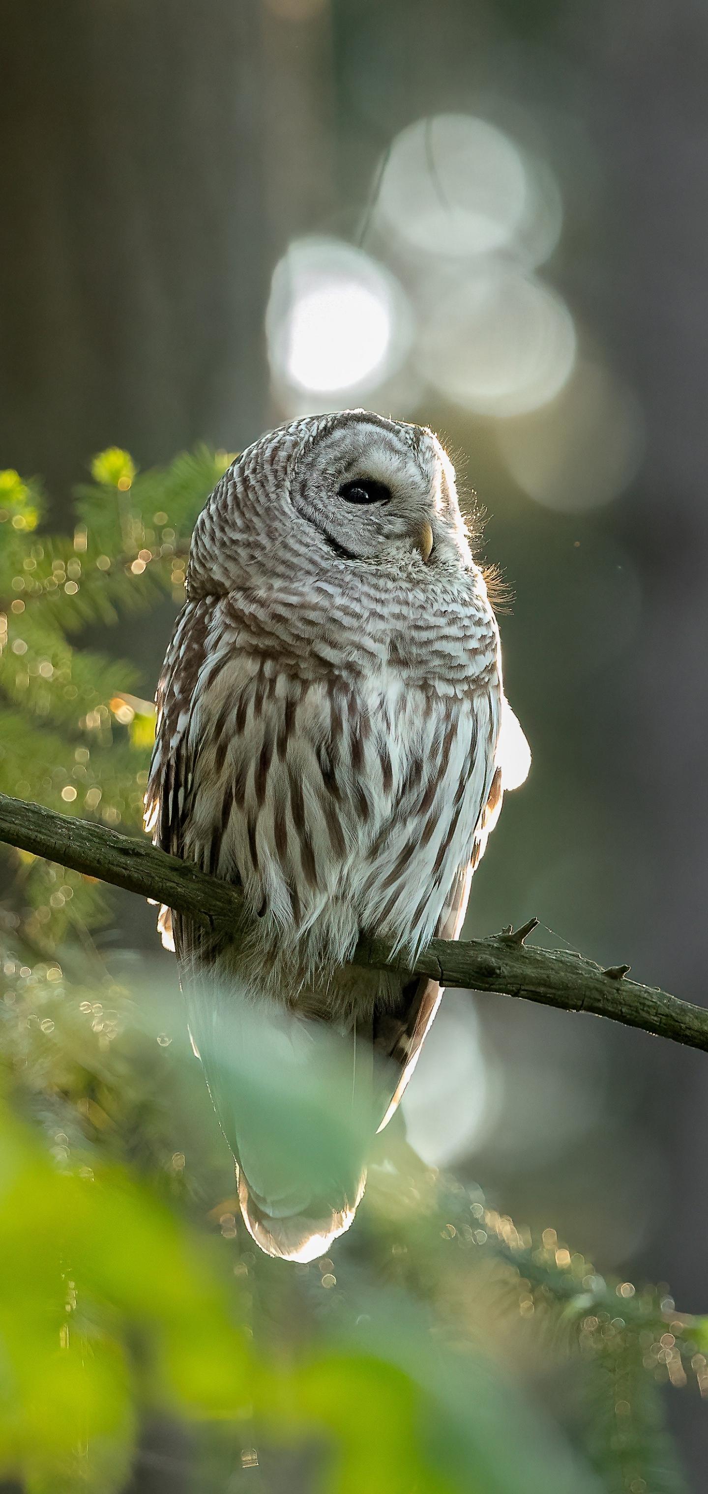 Owl Mobile Wallpapers - Top Free Owl Mobile Backgrounds - WallpaperAccess