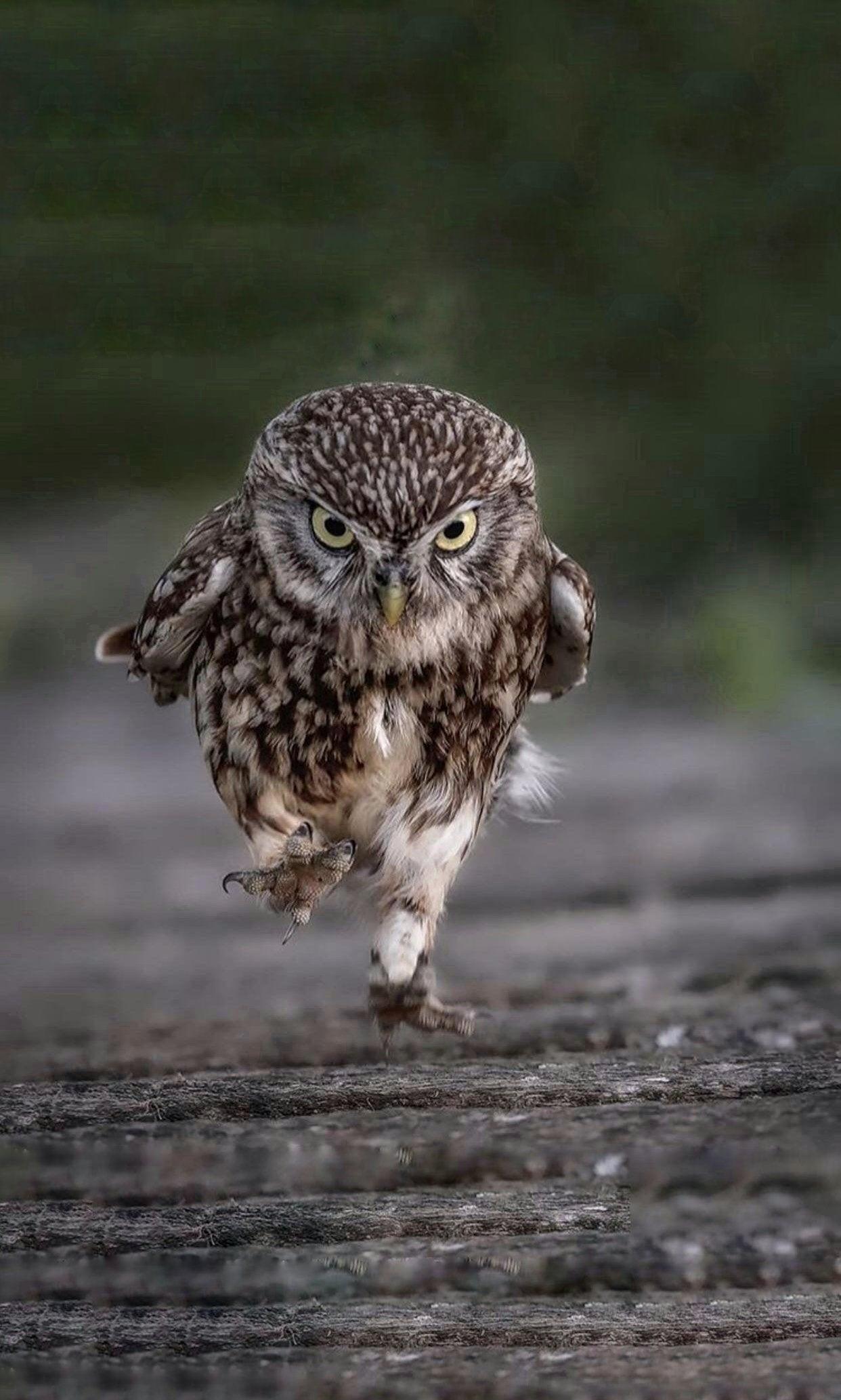1242x2065 A walking owl. Edited it for mobile wallpaper. Original pic link in comment