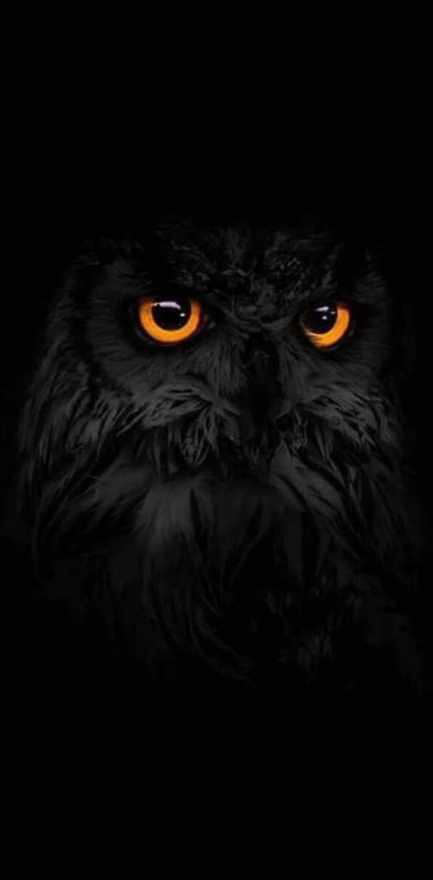 630x1280 black owl wallpaper