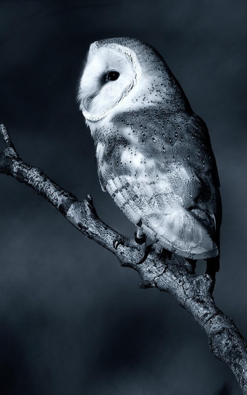 1000x1600 owl wallpaper, bird, owl, barn owl, beak, bird of prey