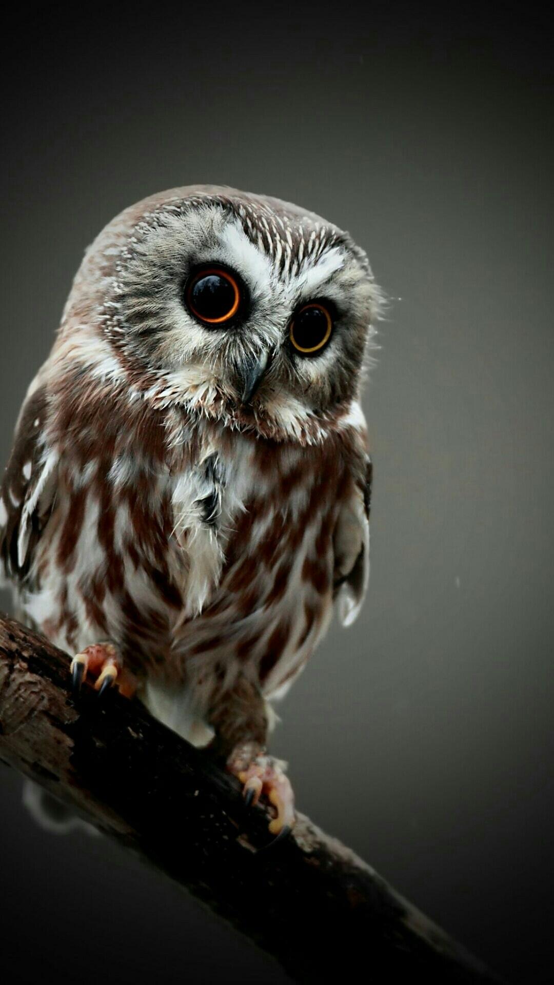 1080x1920 Cute Owl Mobile Pic