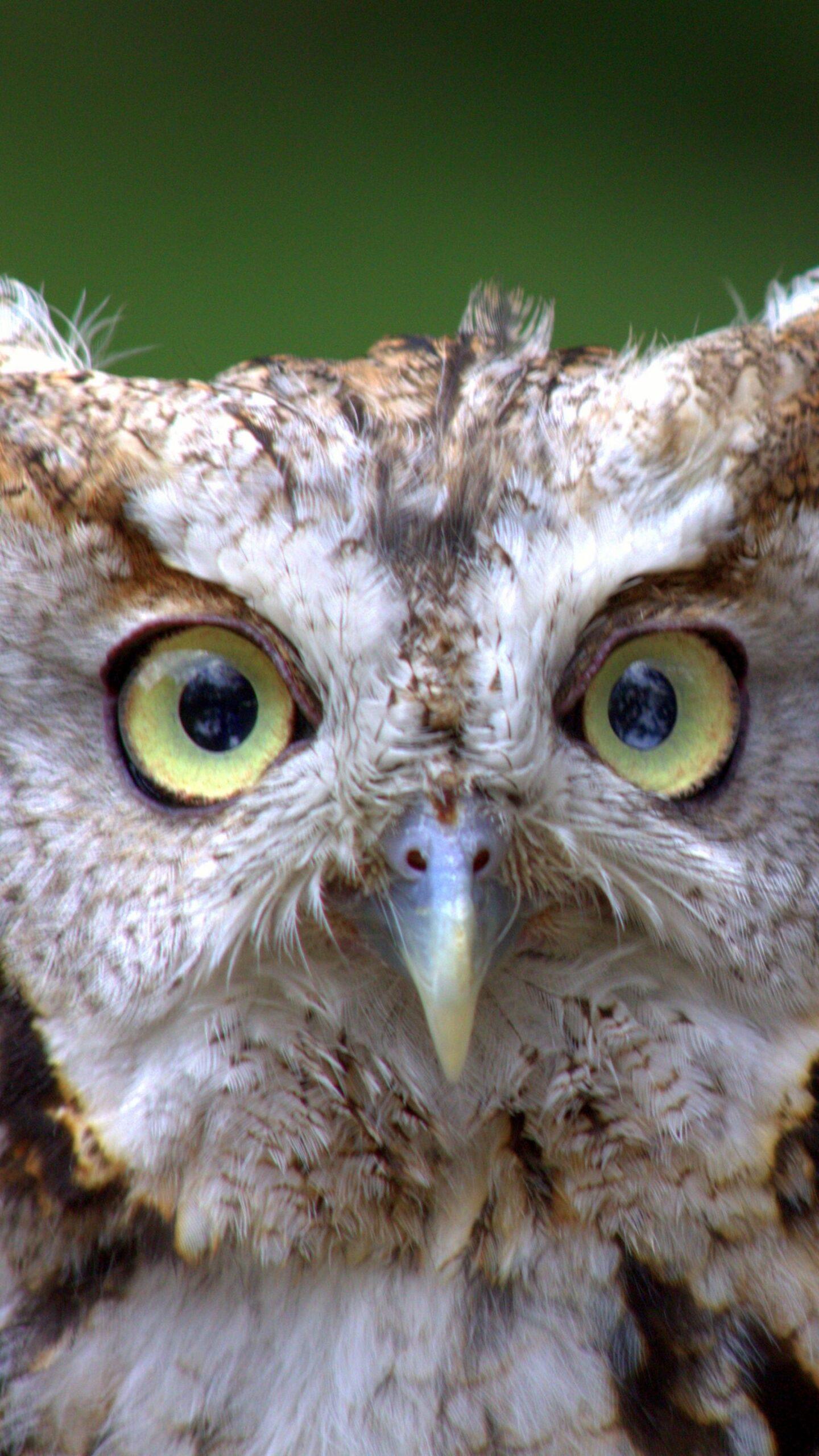Owl Mobile Wallpapers - Top Free Owl Mobile Backgrounds - WallpaperAccess