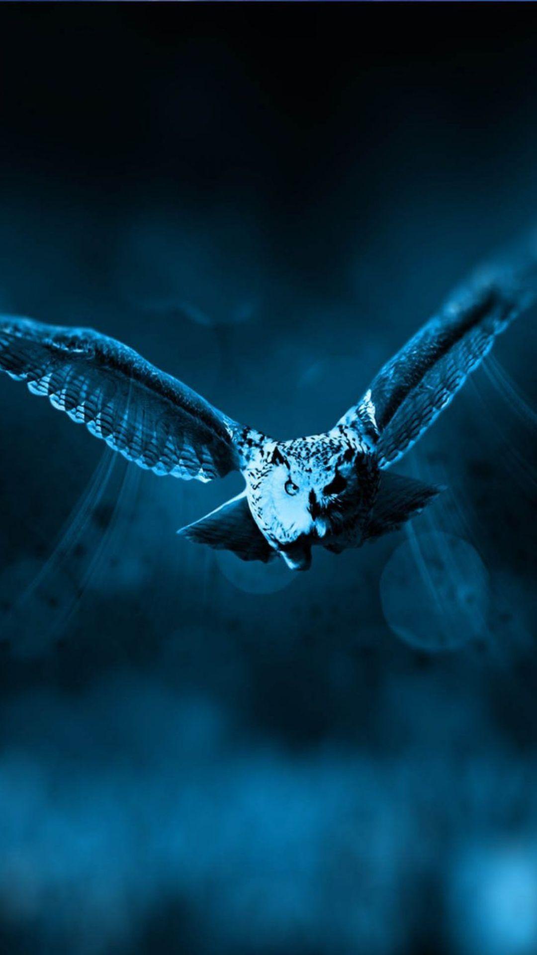 Owl Mobile Wallpapers - Top Free Owl Mobile Backgrounds - WallpaperAccess