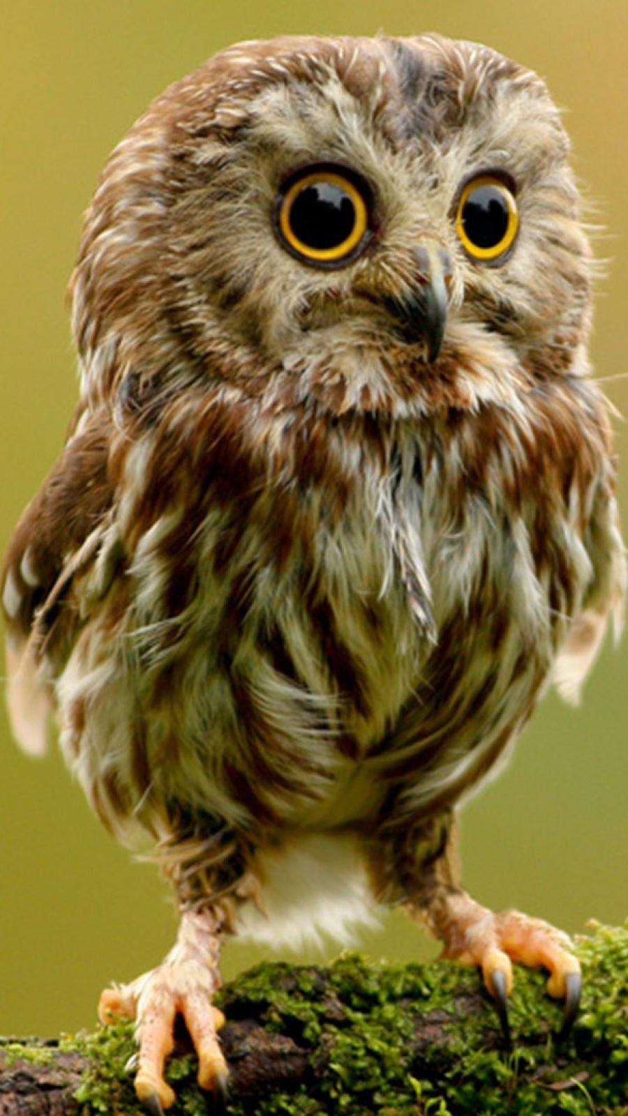 900x1600 Owl Wallpaper For Android Burrow Owl Baby