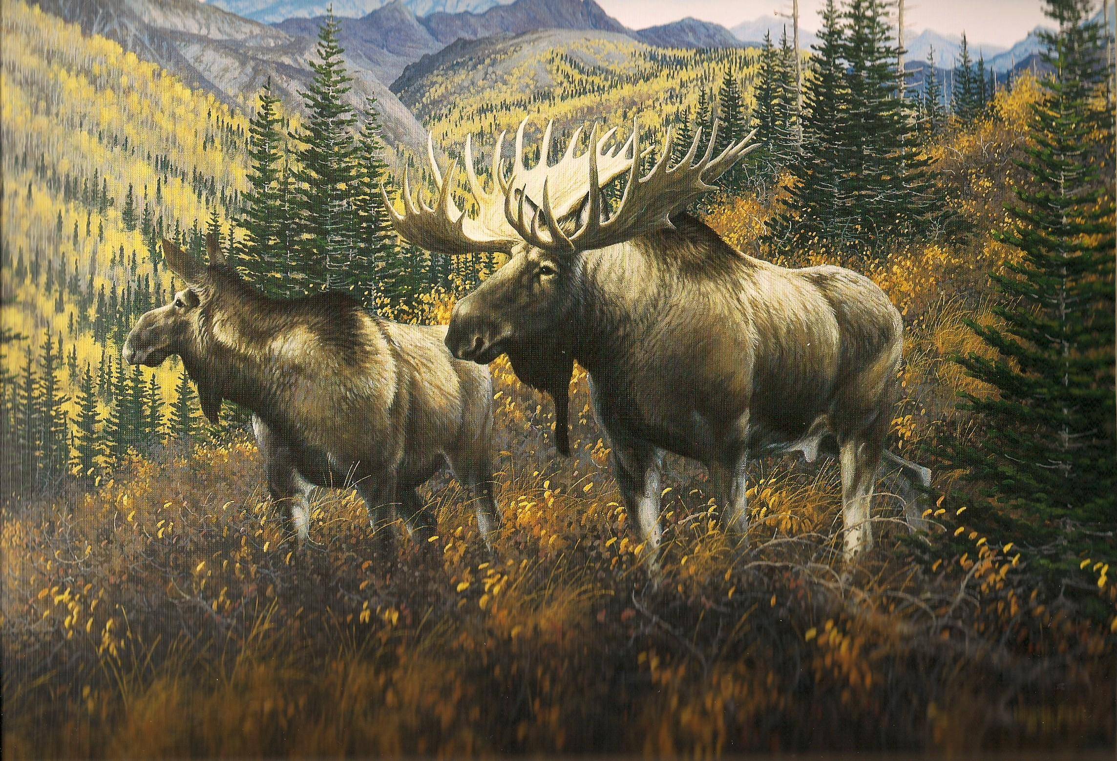 Moose Wallpaper 6852144